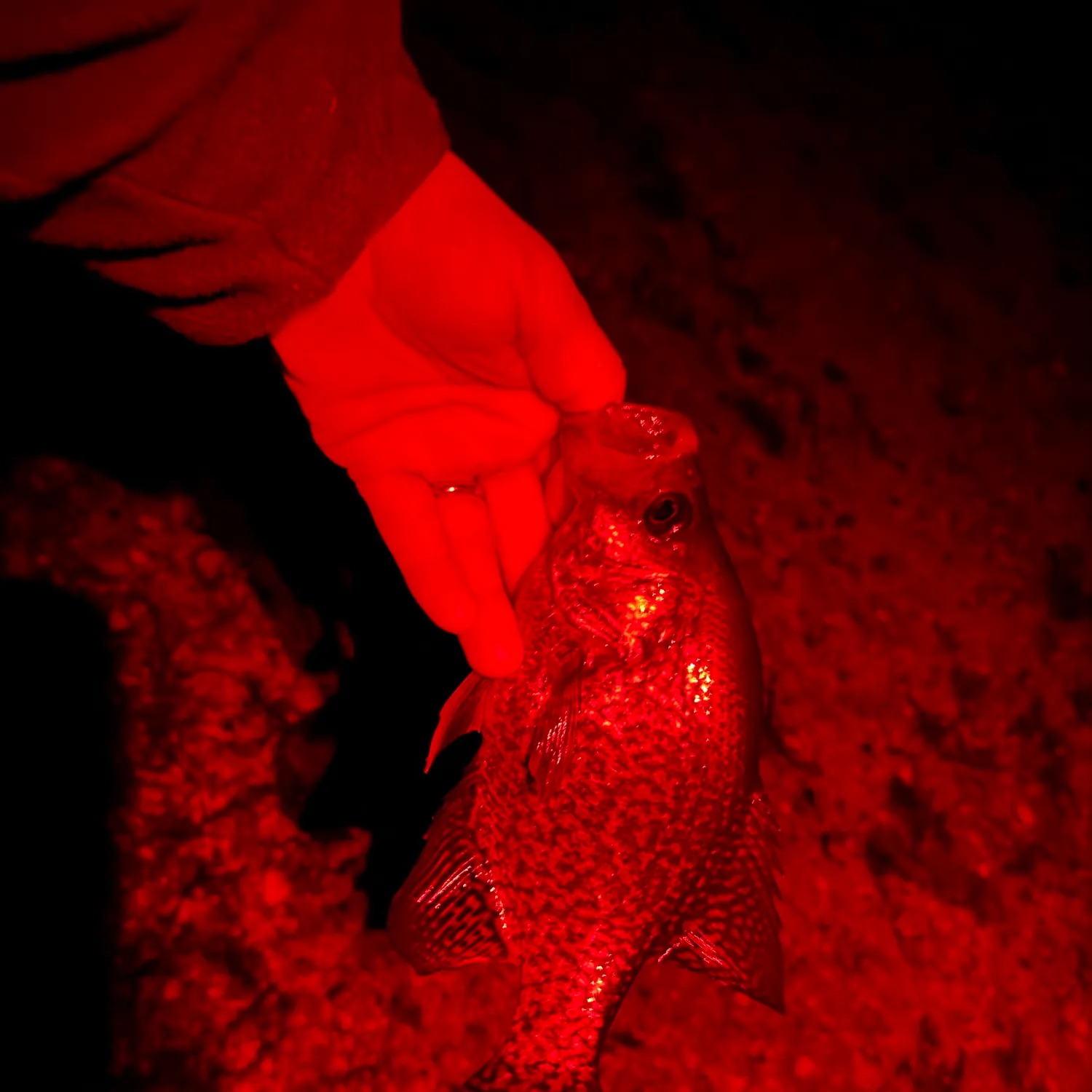 Black crappie caught on Fishbrain