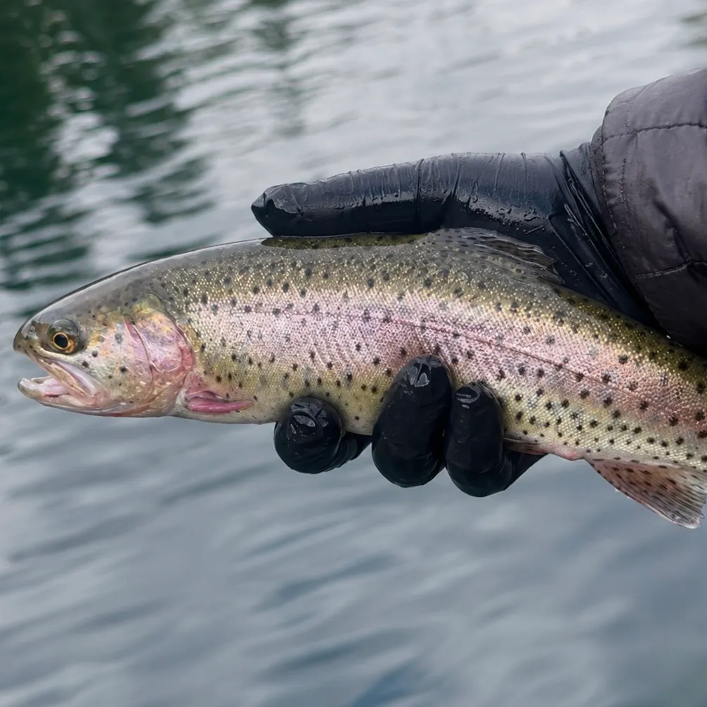 Lahontan cutthroat trout caught on Fishbrain