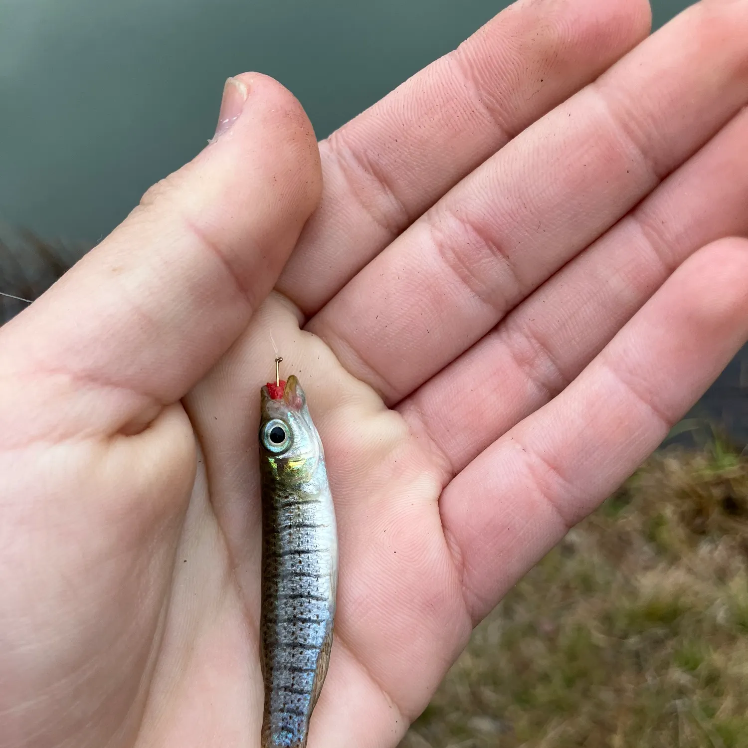 The most recent Bayou topminnow catches on Fishbrain