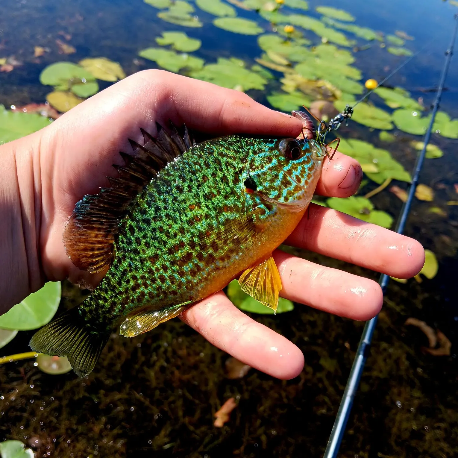 The most recent Pumpkinseed catches on Fishbrain