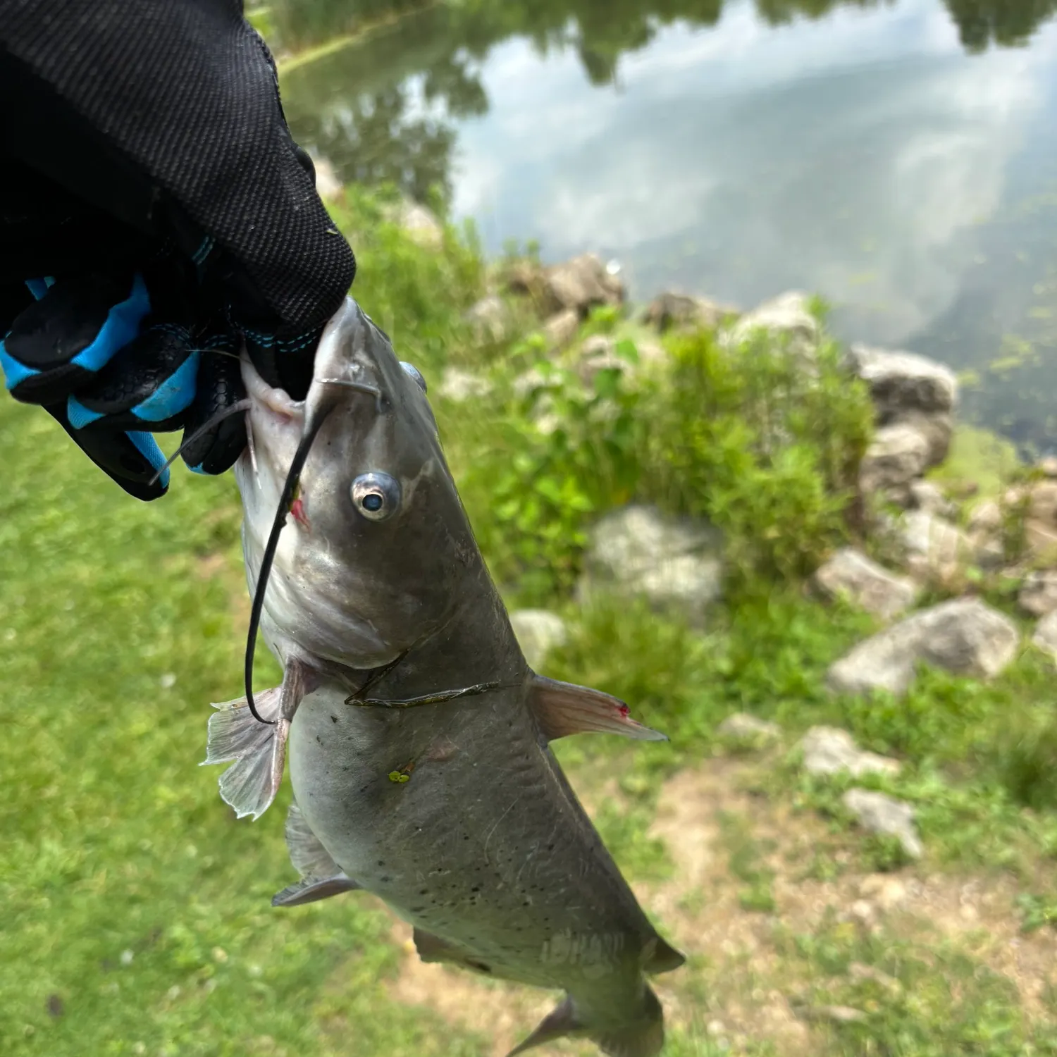 Channel catfish caught on Fishbrain