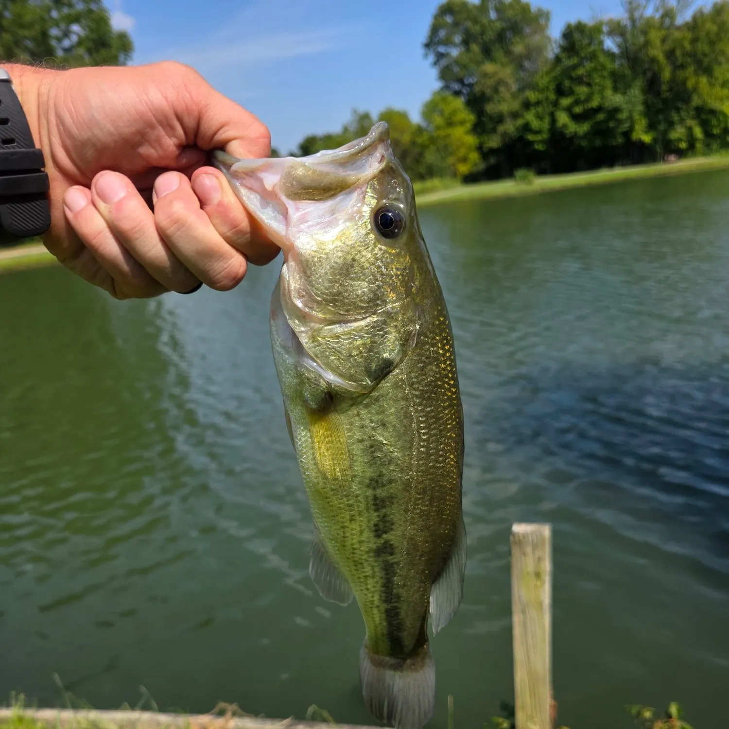 Largemouth bass caught on Fishbrain