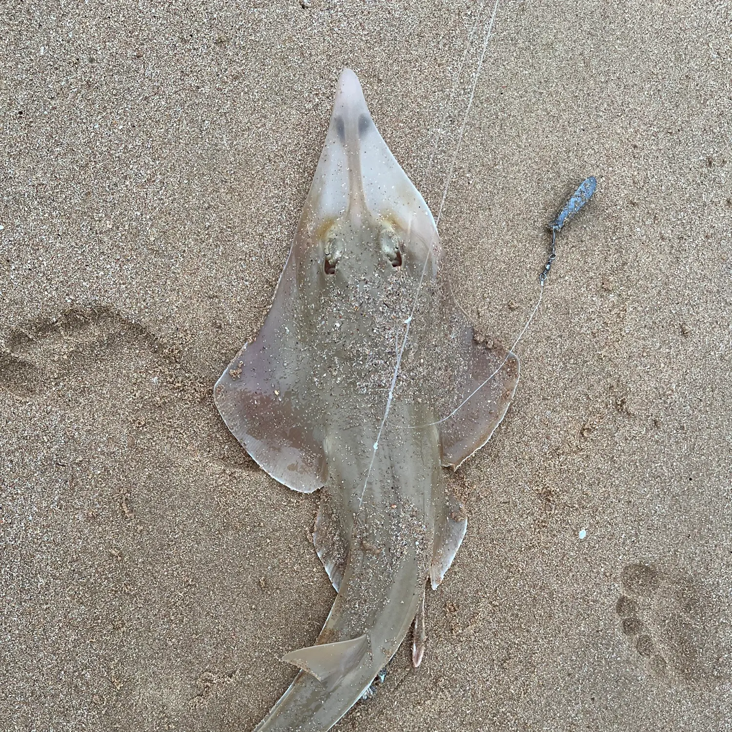 The most recent Pacific shovelnose guitarfish catches on Fishbrain