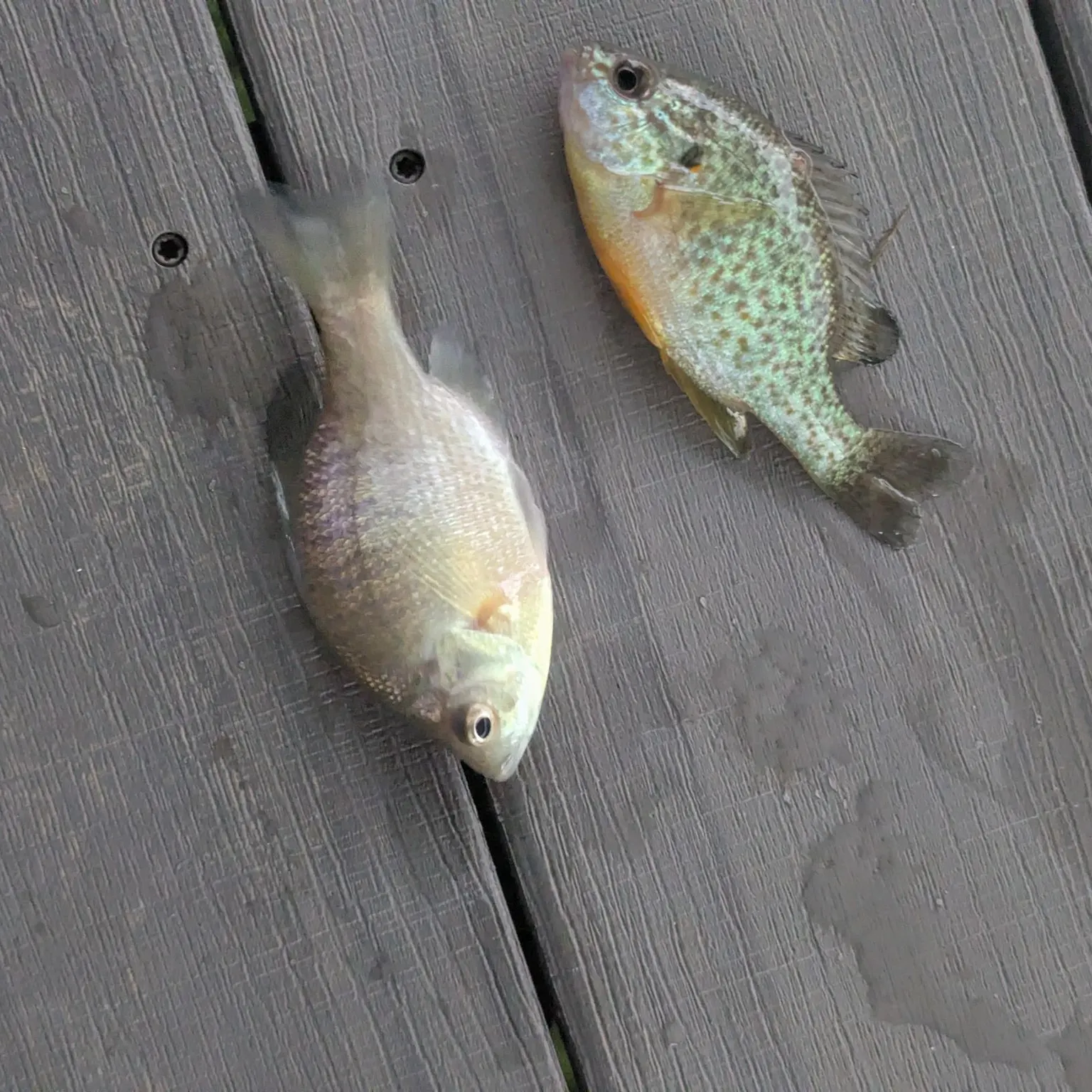 The most recent Orangespotted sunfish catches on Fishbrain