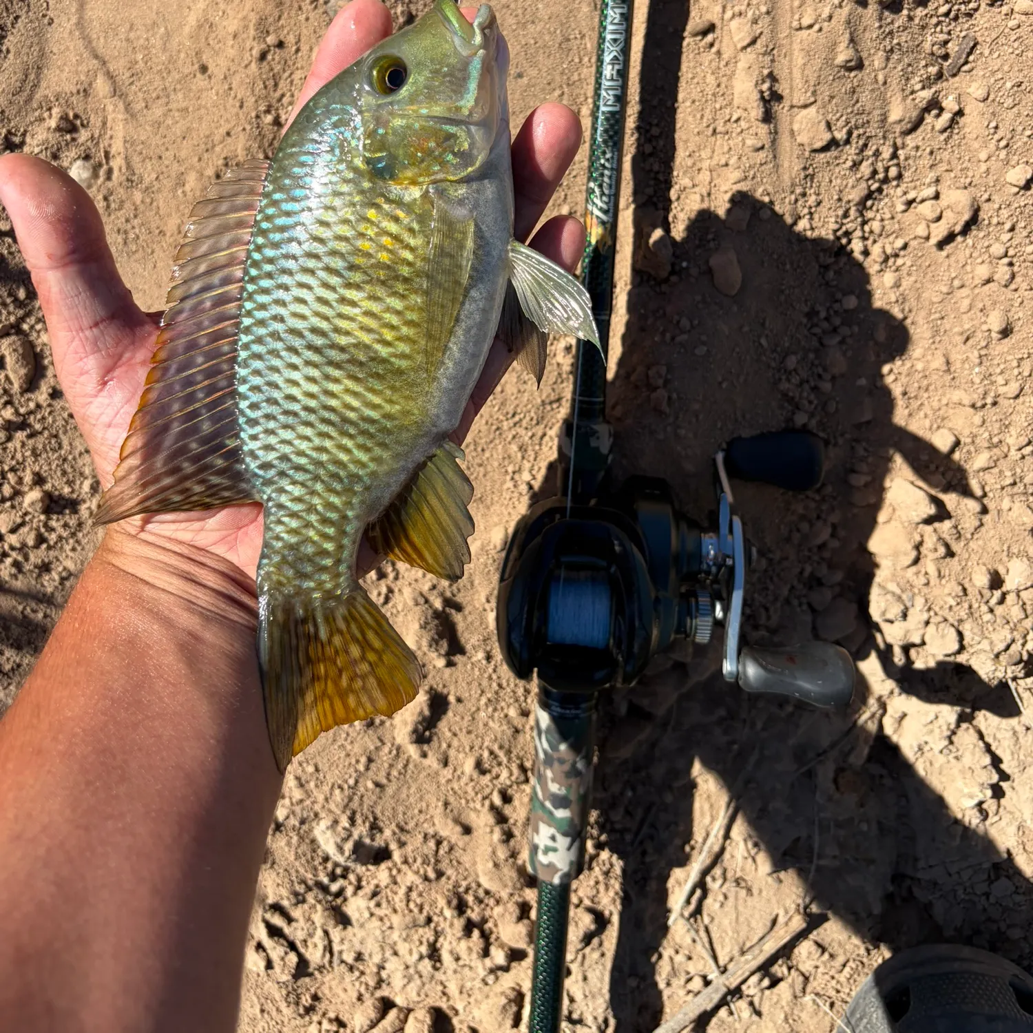 Redbreast tilapia caught on Fishbrain