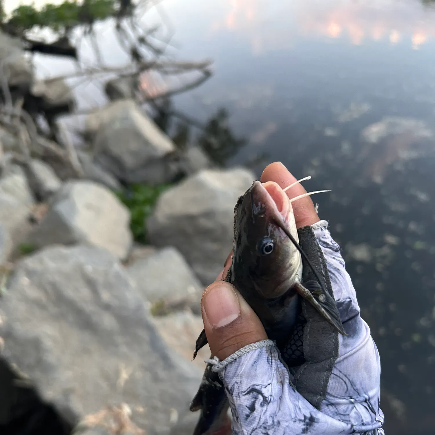 catch