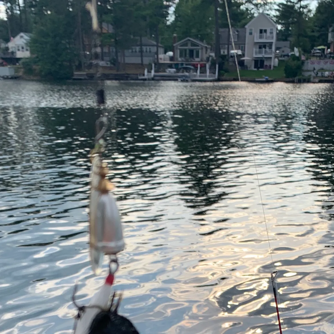 The most recent Peloponnesian barbel catches on Fishbrain