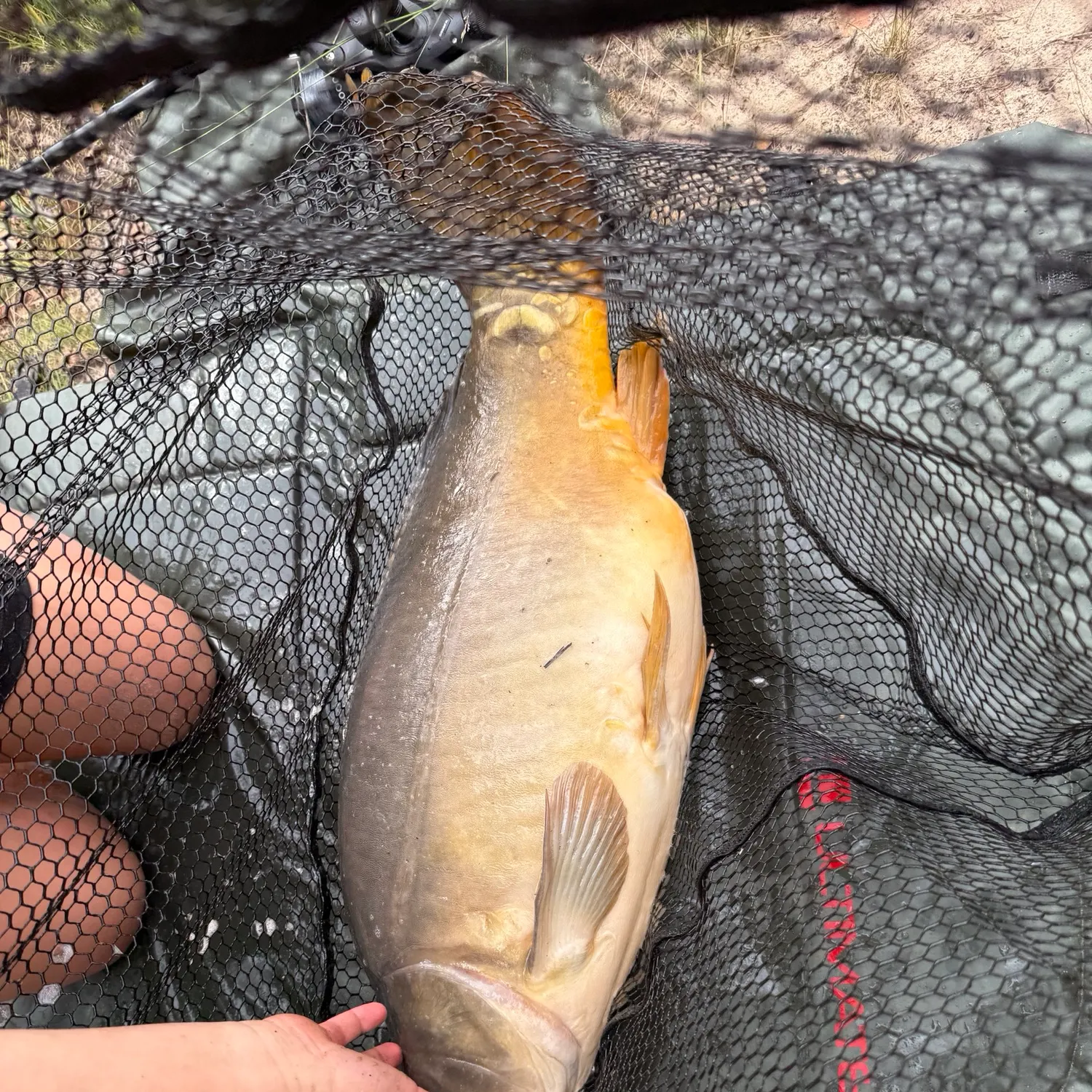 Leather carp caught on Fishbrain