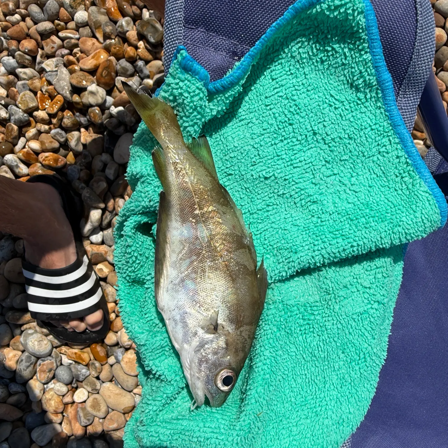 The most recent Pouting catches on Fishbrain