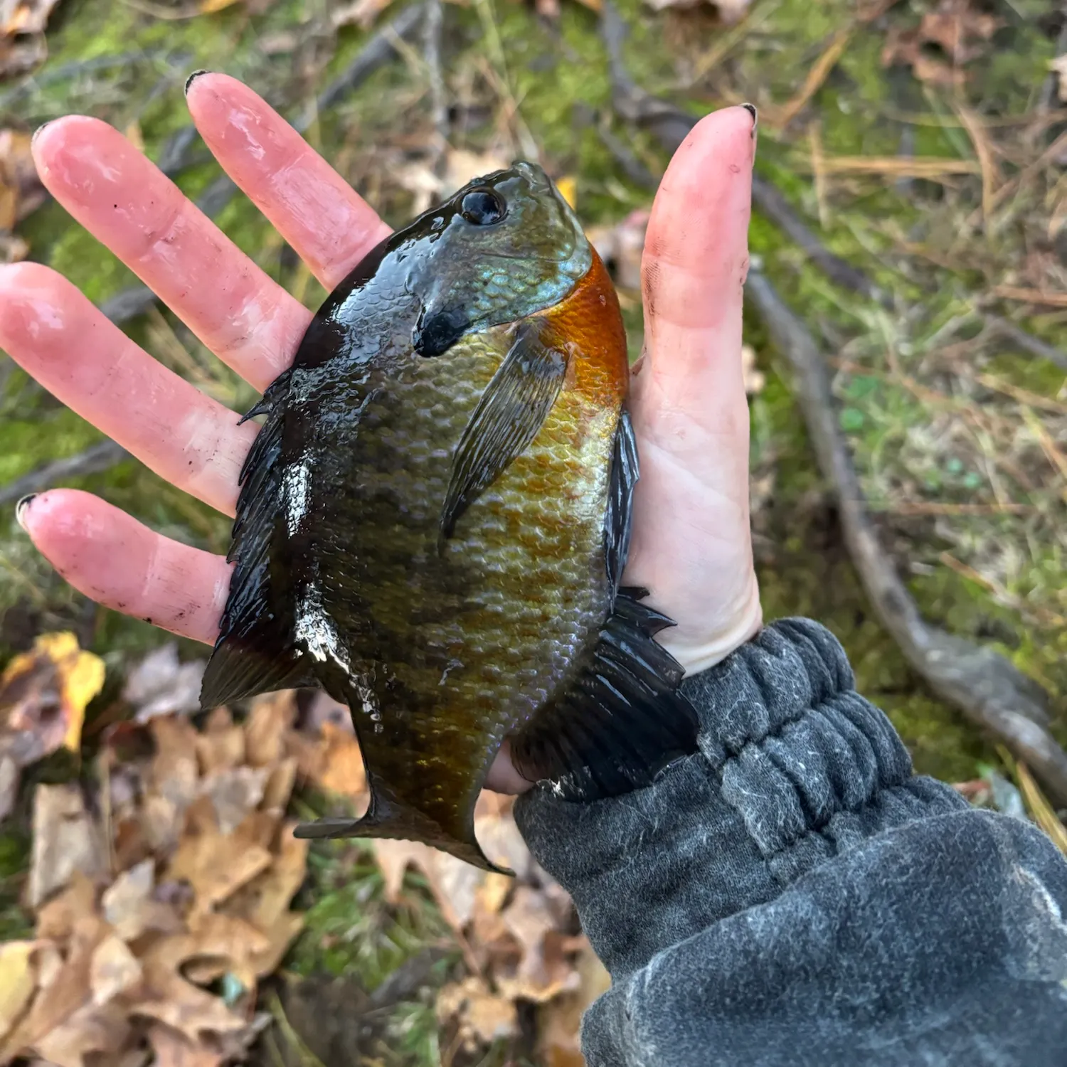 Bluegill caught on Fishbrain