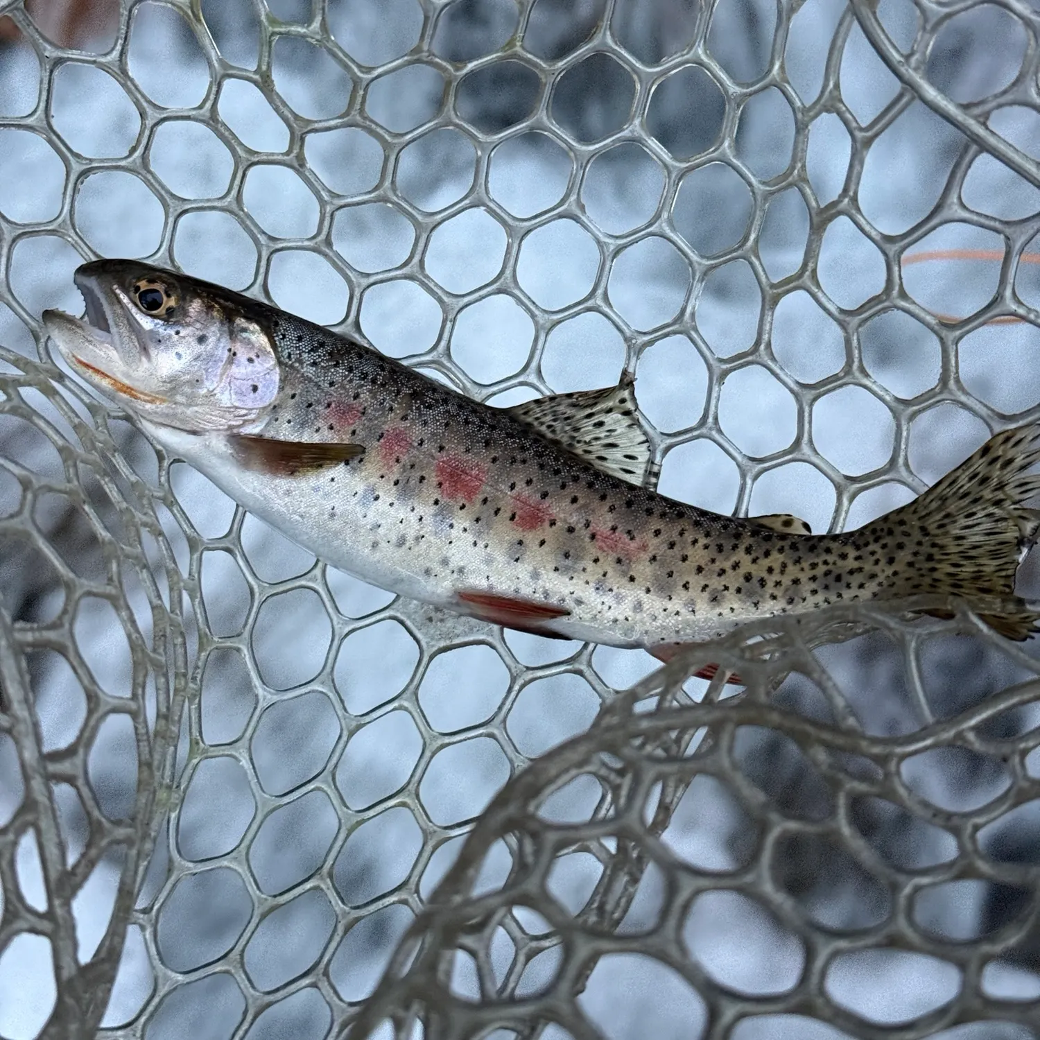 Cutthroat trout caught on Fishbrain