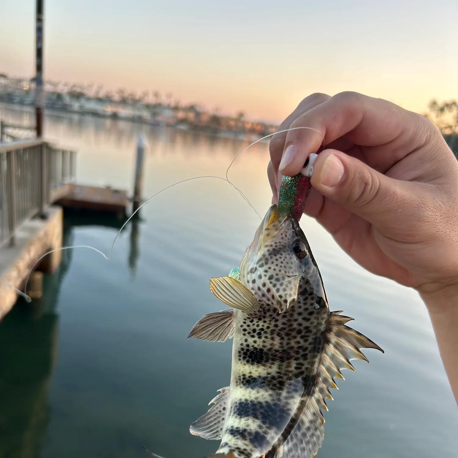The most recent Spotted sand bass catches on Fishbrain