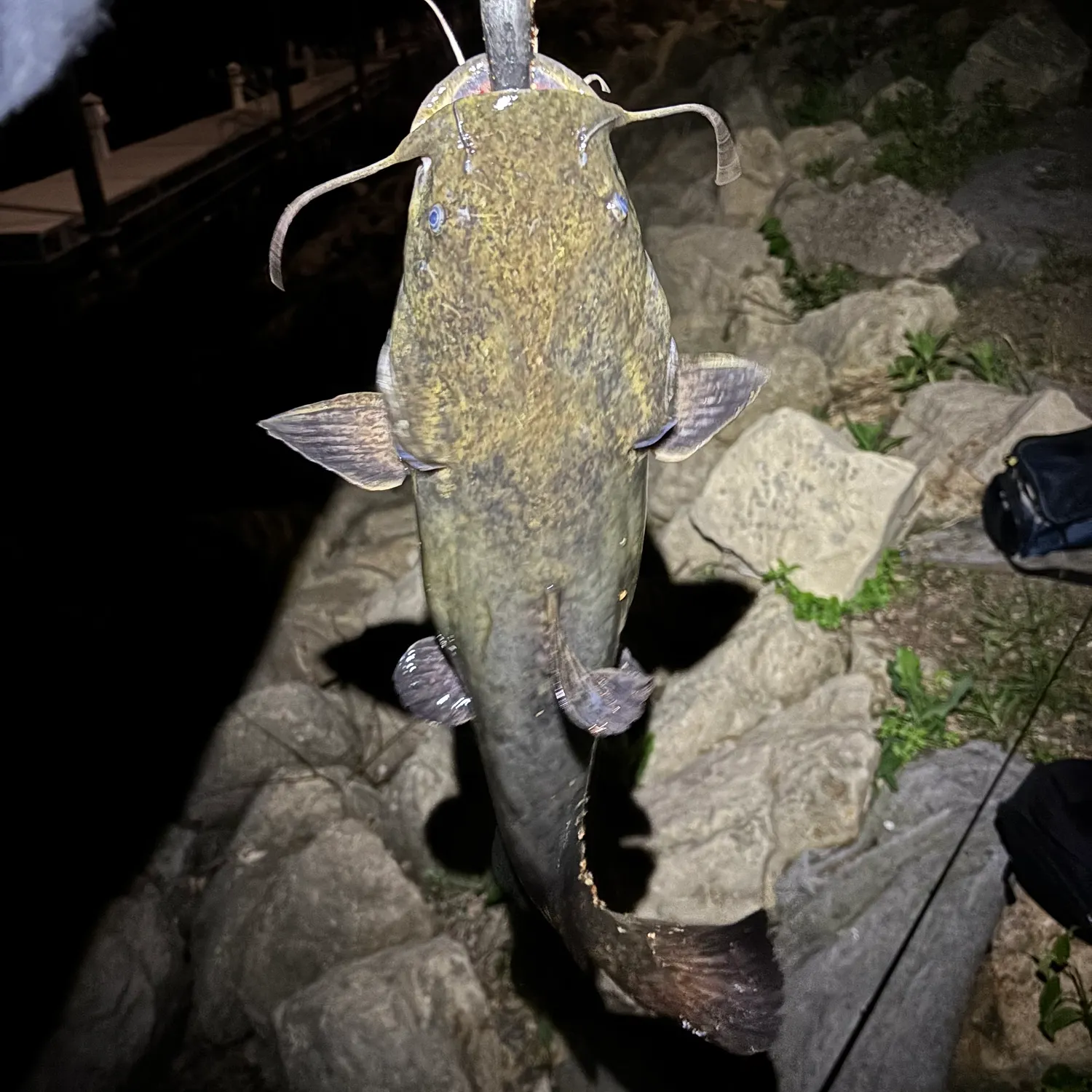 most liked catch image