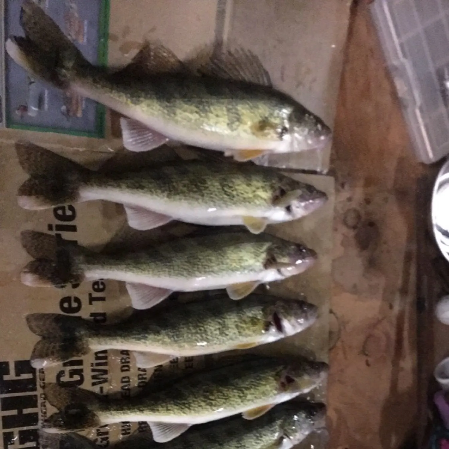 recently logged catches