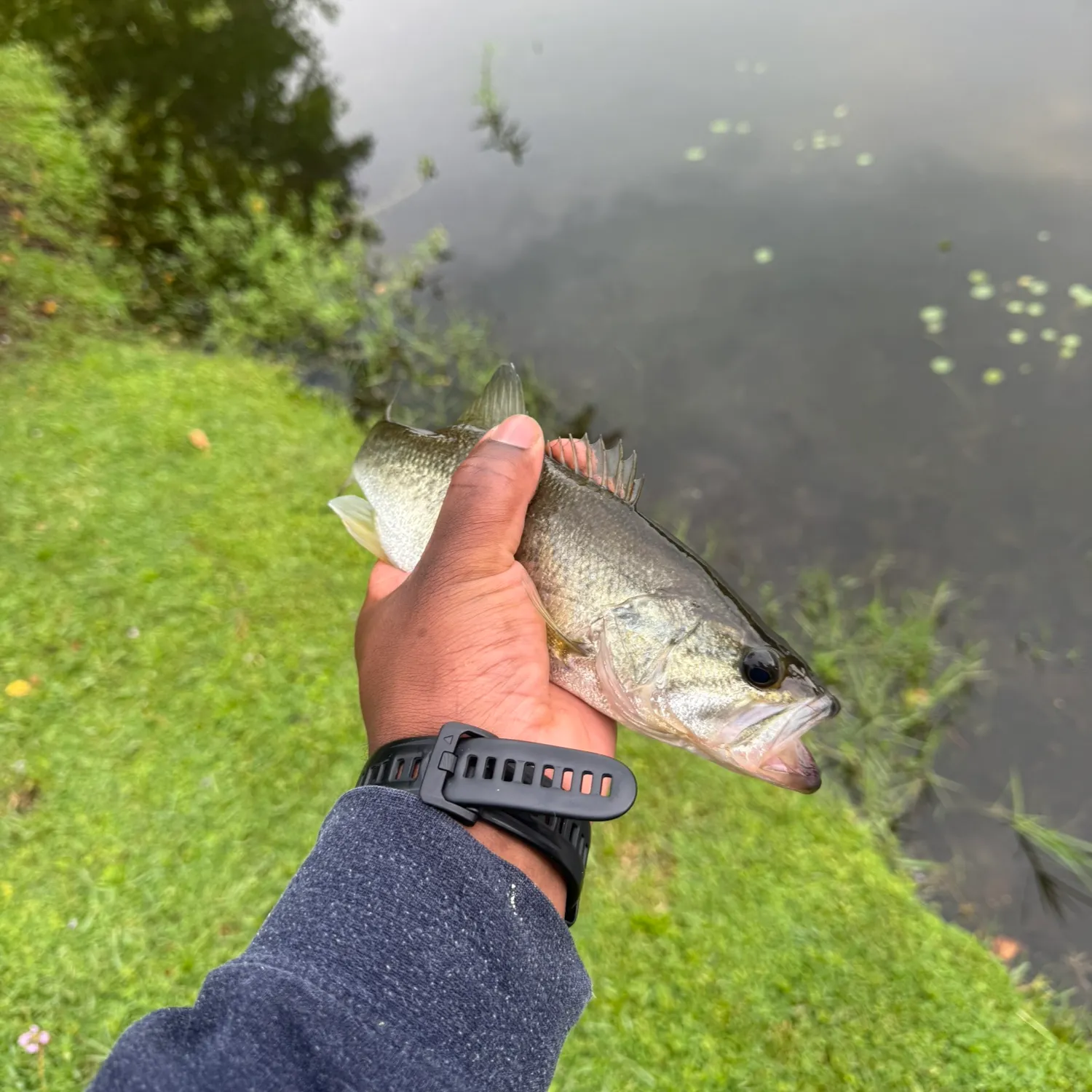Largemouth bass caught on Fishbrain