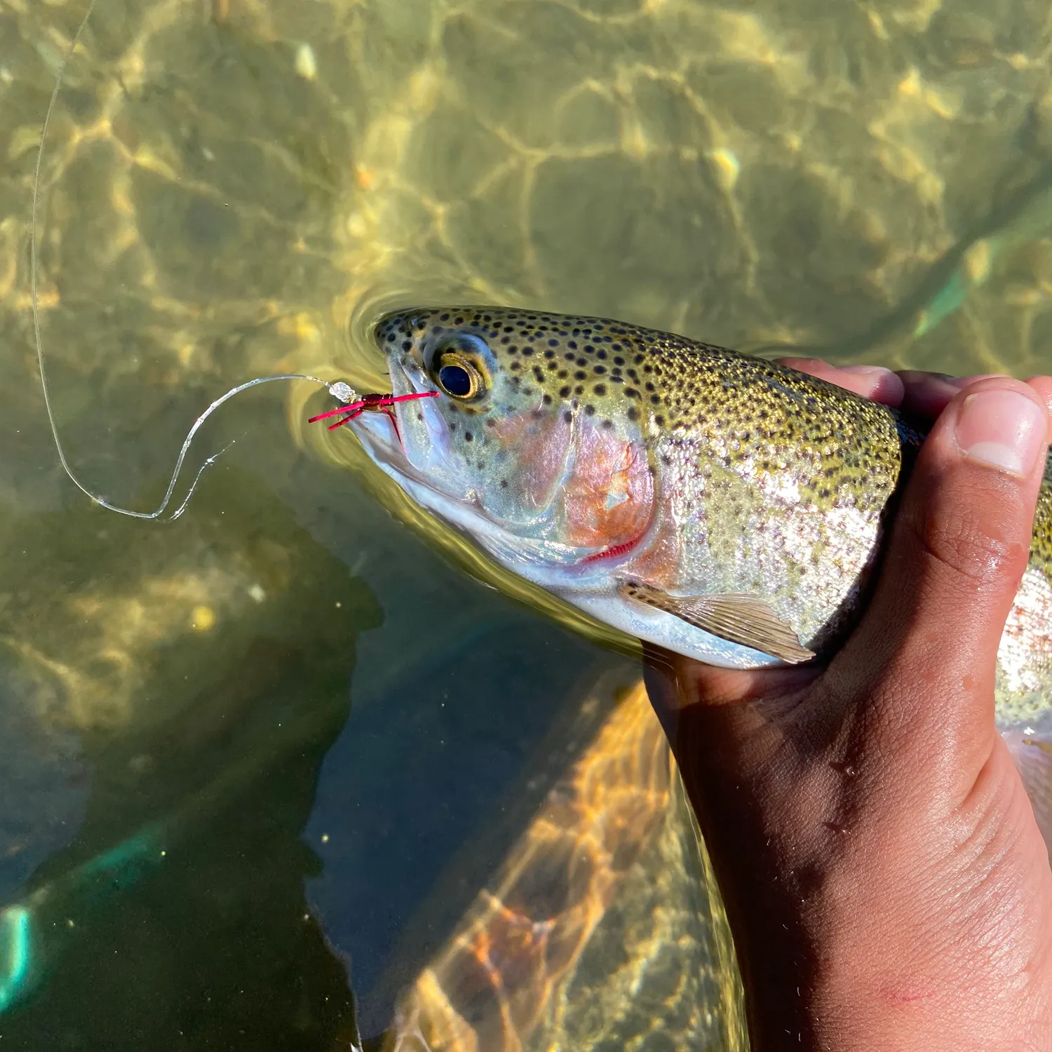 angler catch