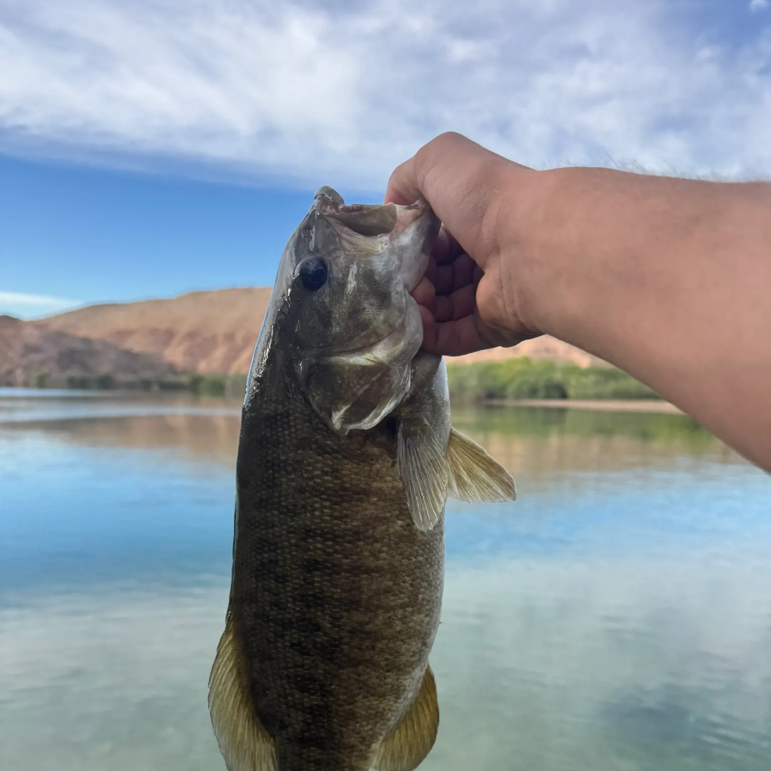 The most recent Smallmouth bass catches on Fishbrain