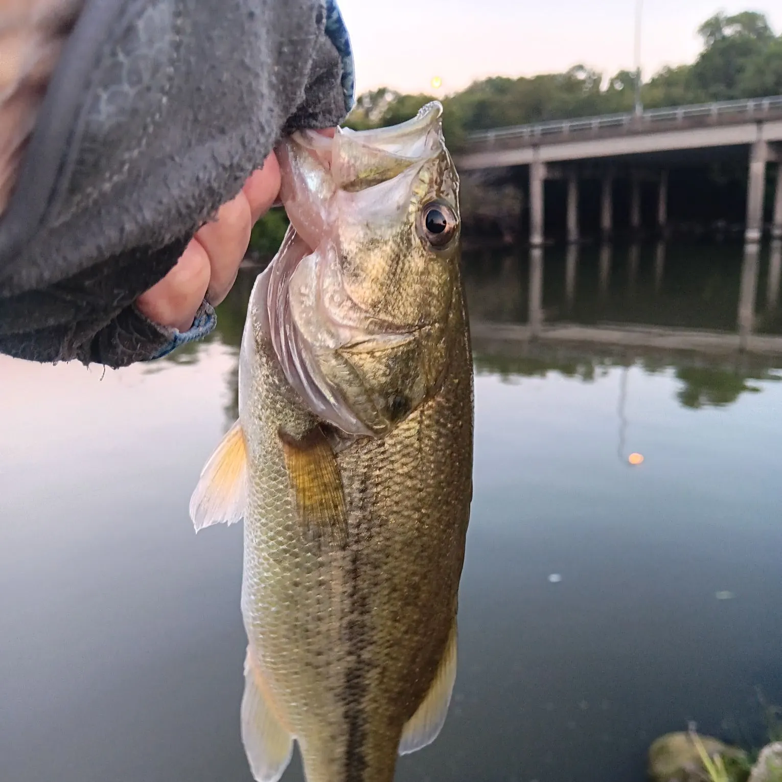 Largemouth bass caught on Fishbrain