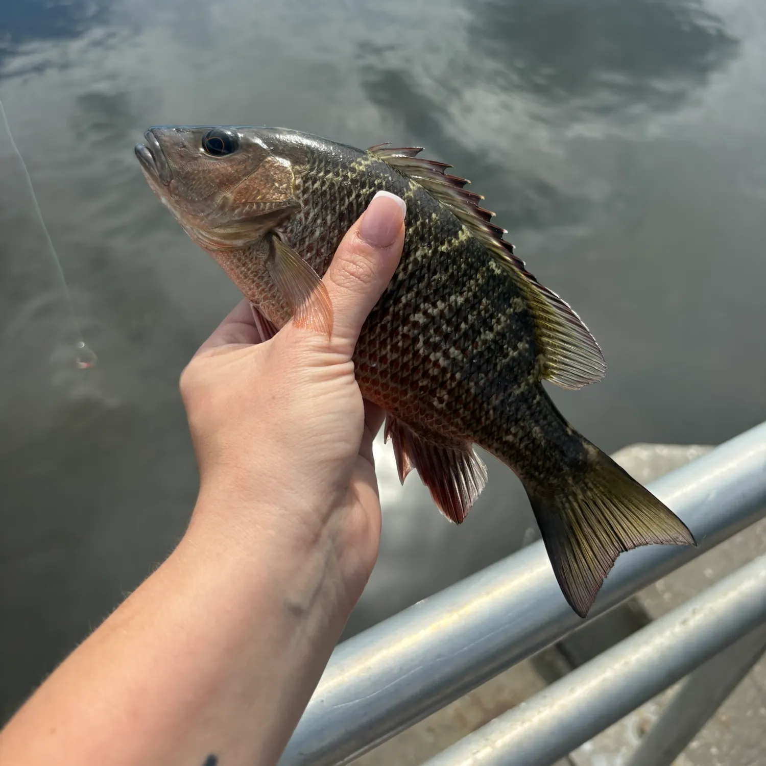 Mangrove snapper caught on Fishbrain