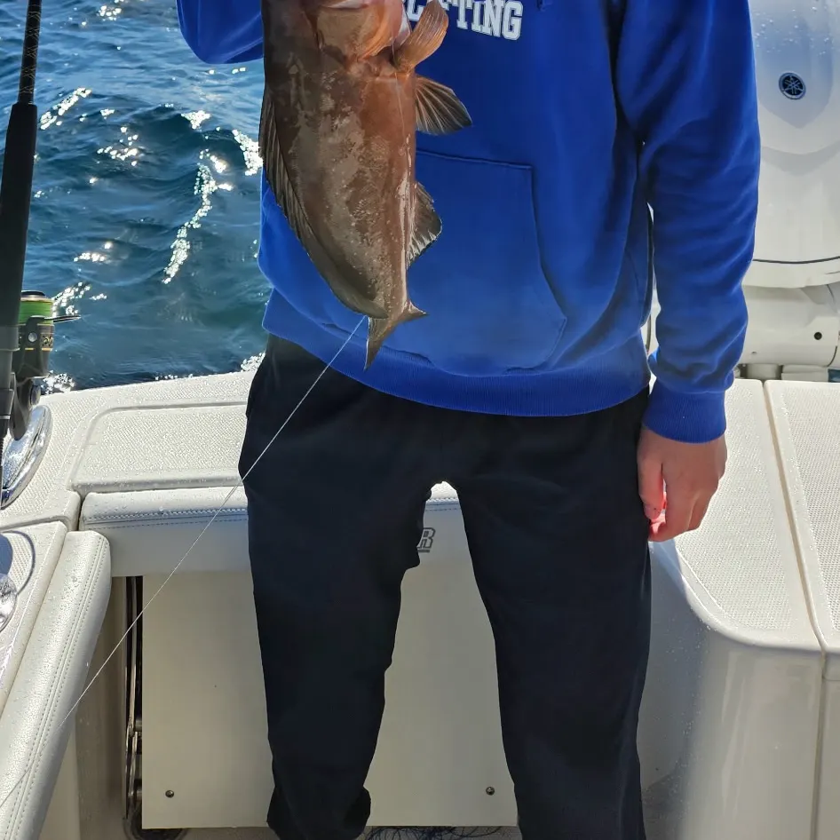 The most recent Red grouper catches on Fishbrain