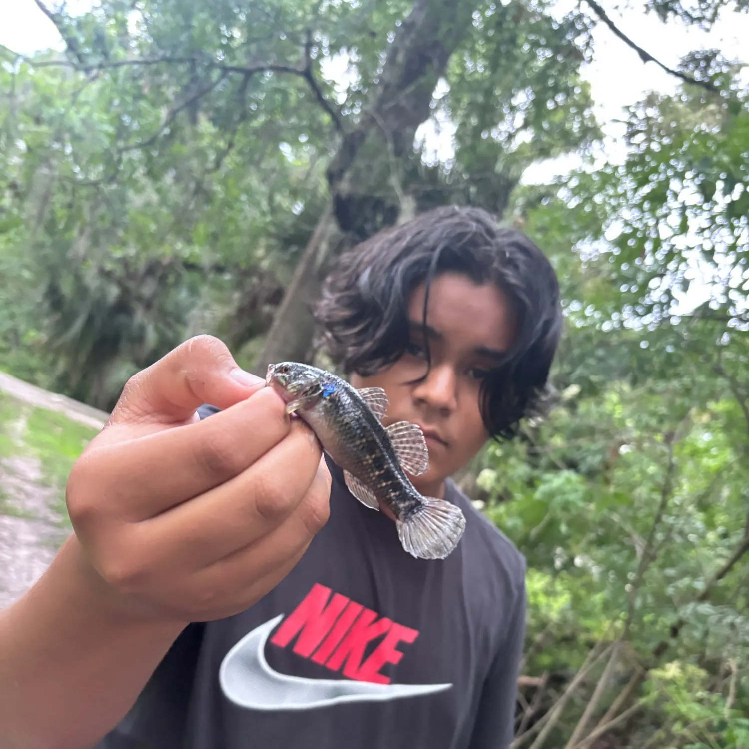 The most recent Fat Sleeper catches on Fishbrain