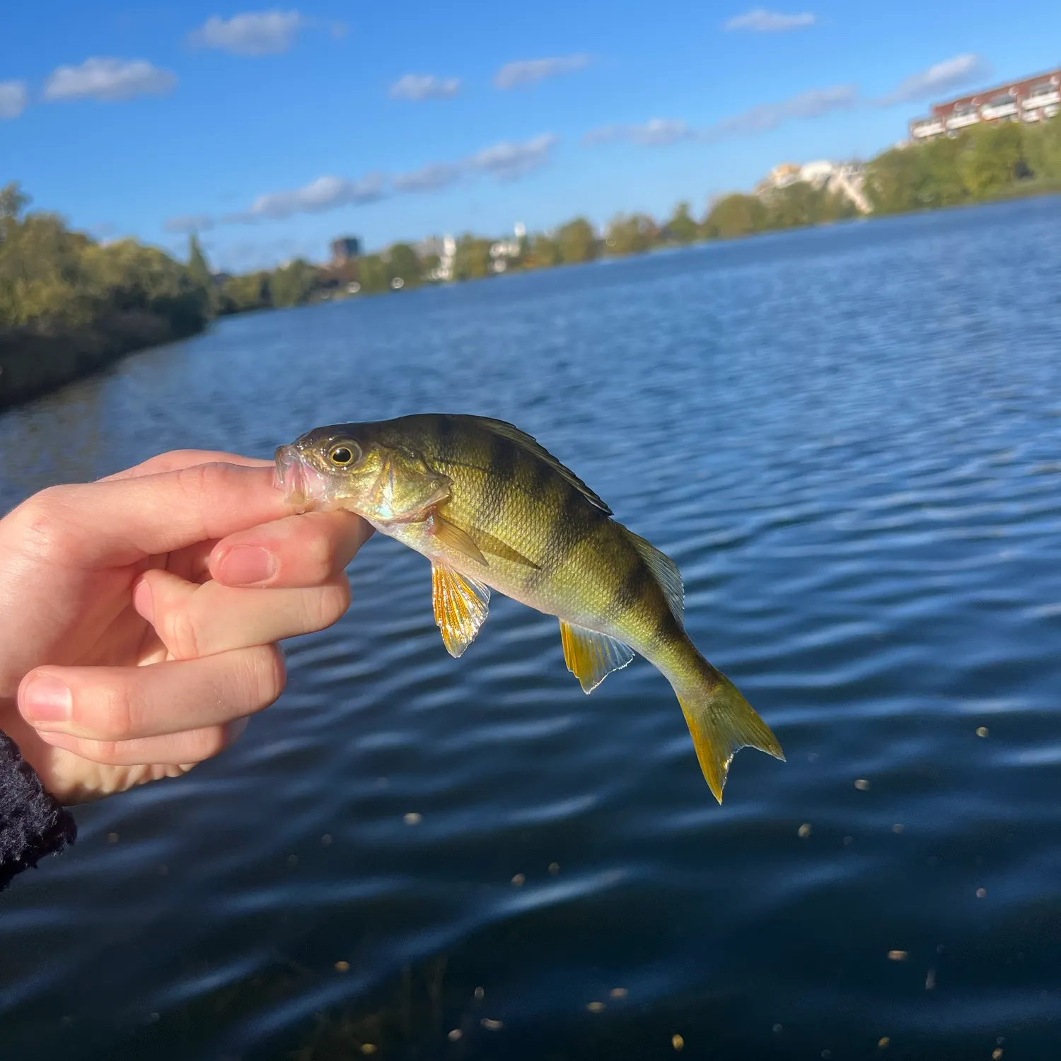 European perch caught on Fishbrain
