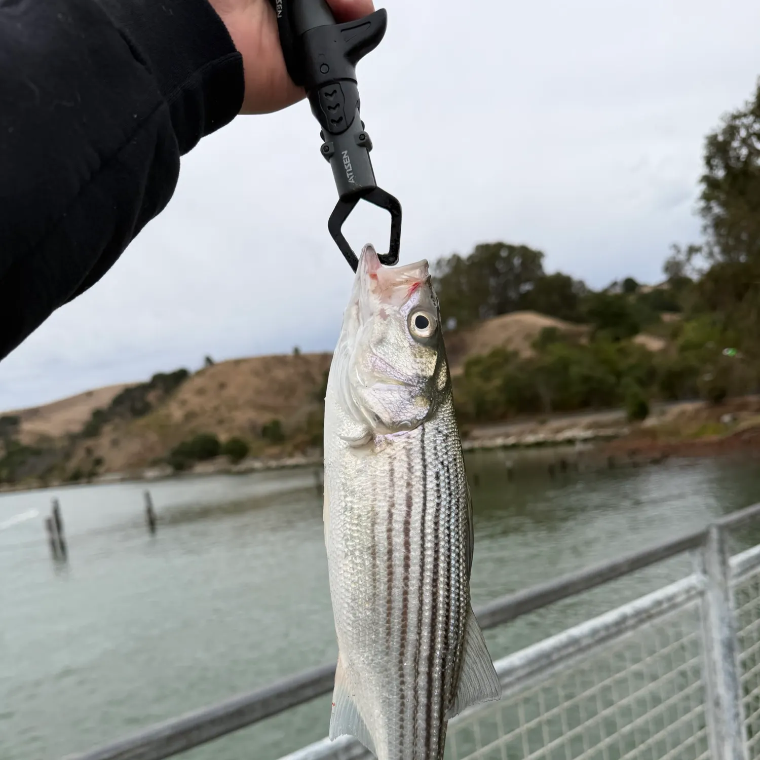 Striped bass caught on Fishbrain