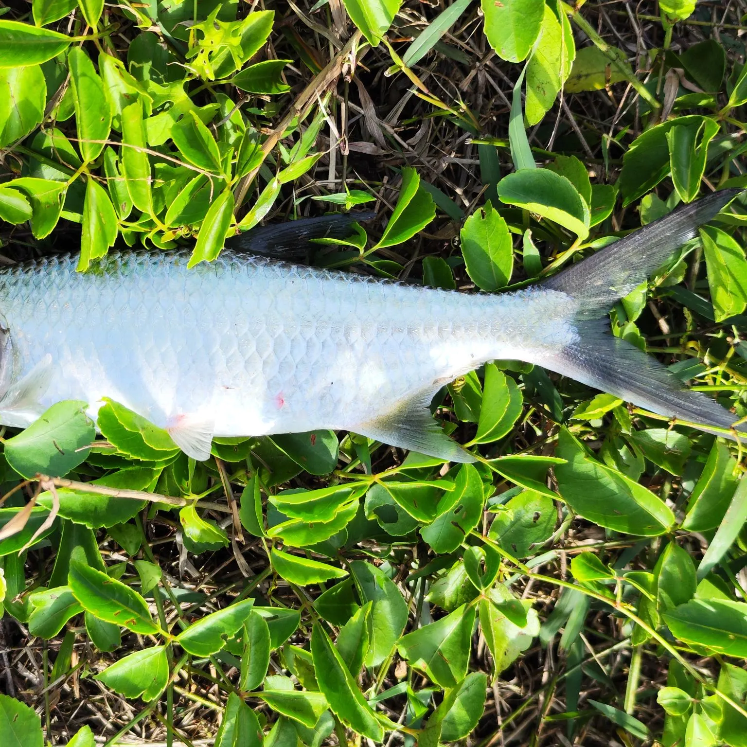 The most recent Indo-Pacific tarpon catches on Fishbrain