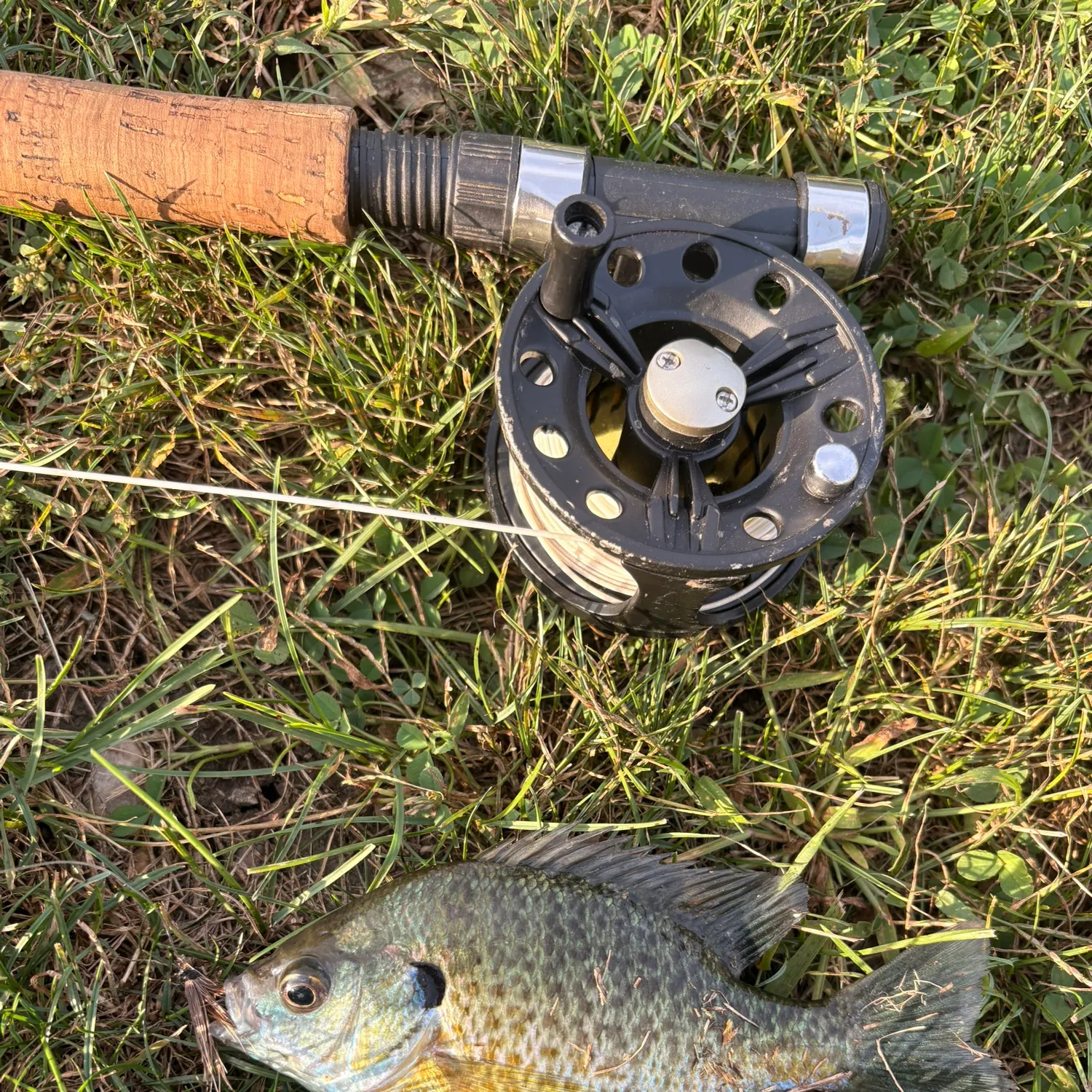 Bluegill caught on Fishbrain