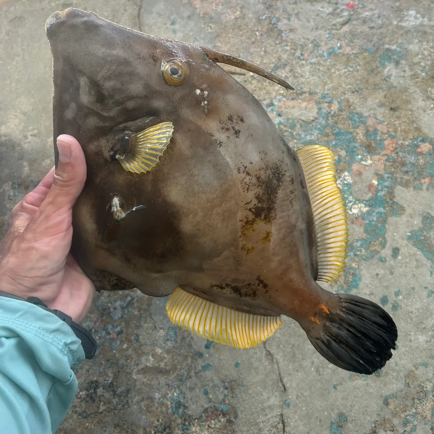 recently logged catches