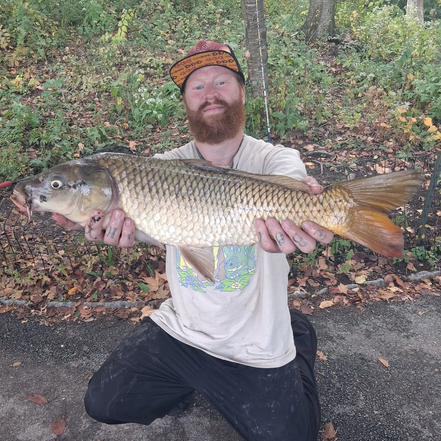 Common carp caught on Fishbrain