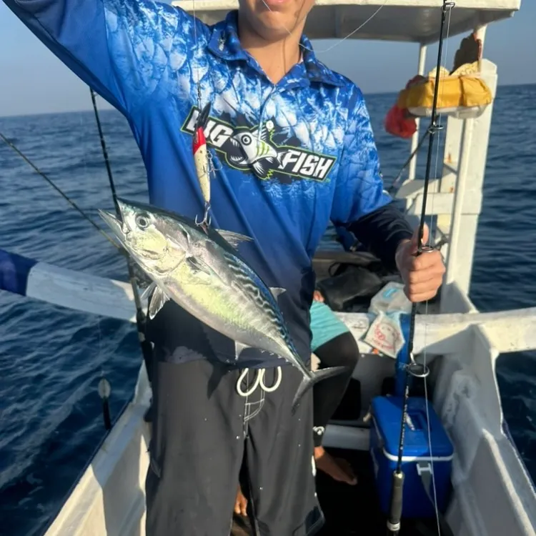 The most recent Kawakawa catches on Fishbrain