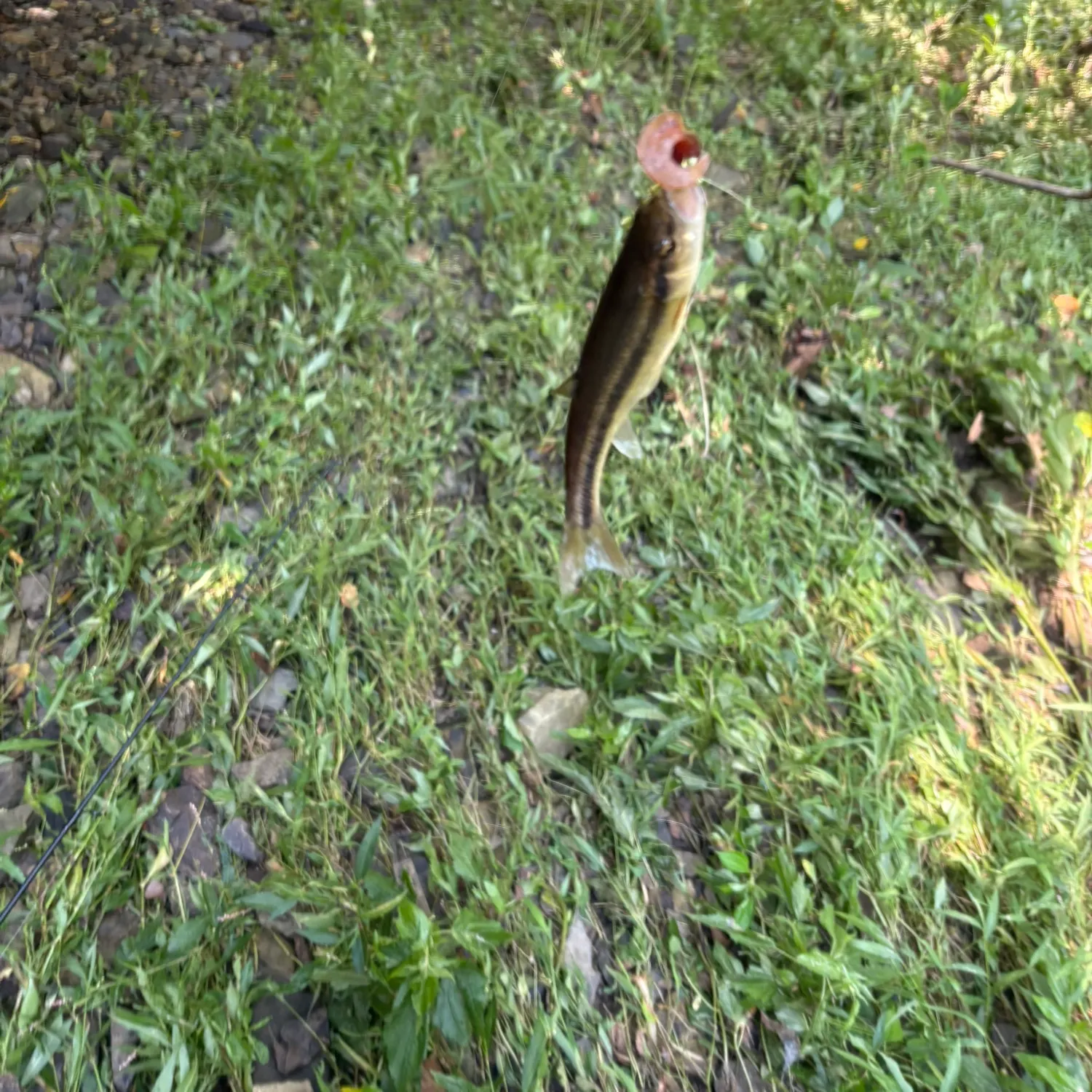 Creek chub caught on Fishbrain