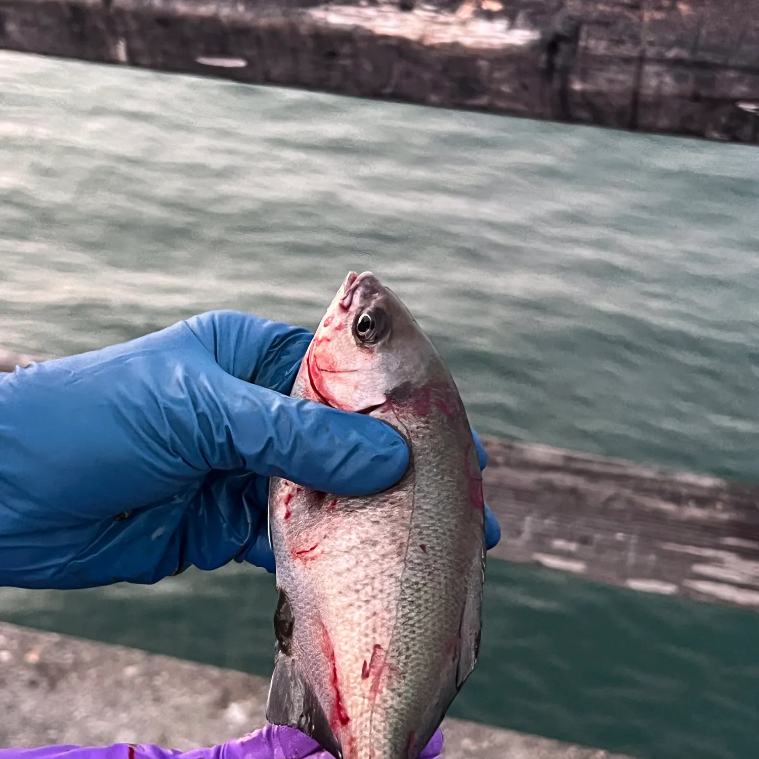 The most recent Halfmoon catches on Fishbrain