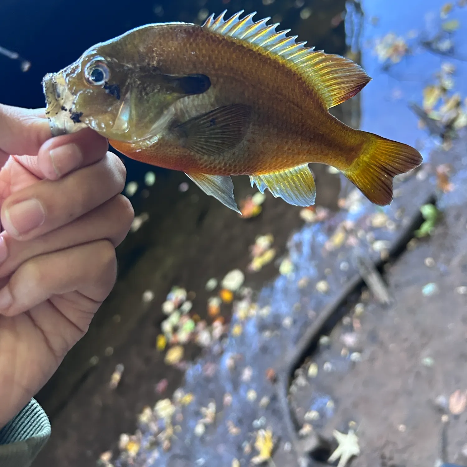 Redbreast sunfish caught on Fishbrain