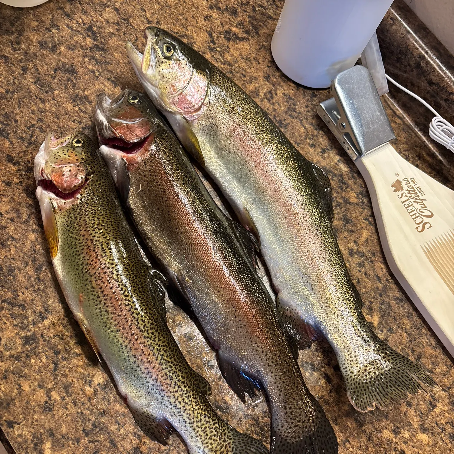 recently logged catches