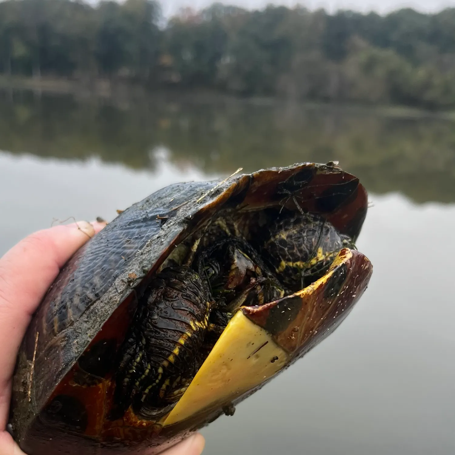 Pond slider turtle caught on Fishbrain