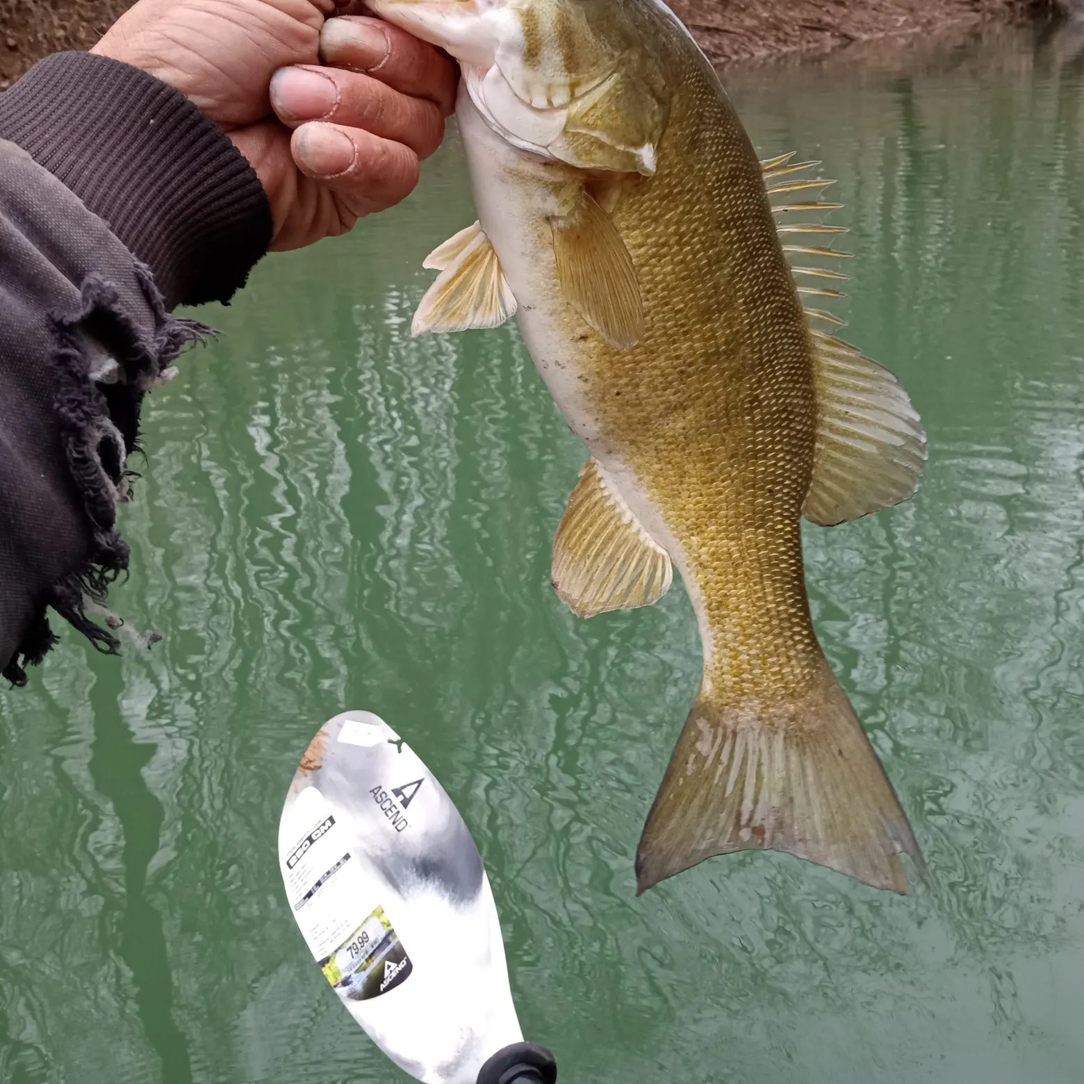 Smallmouth bass caught on Fishbrain
