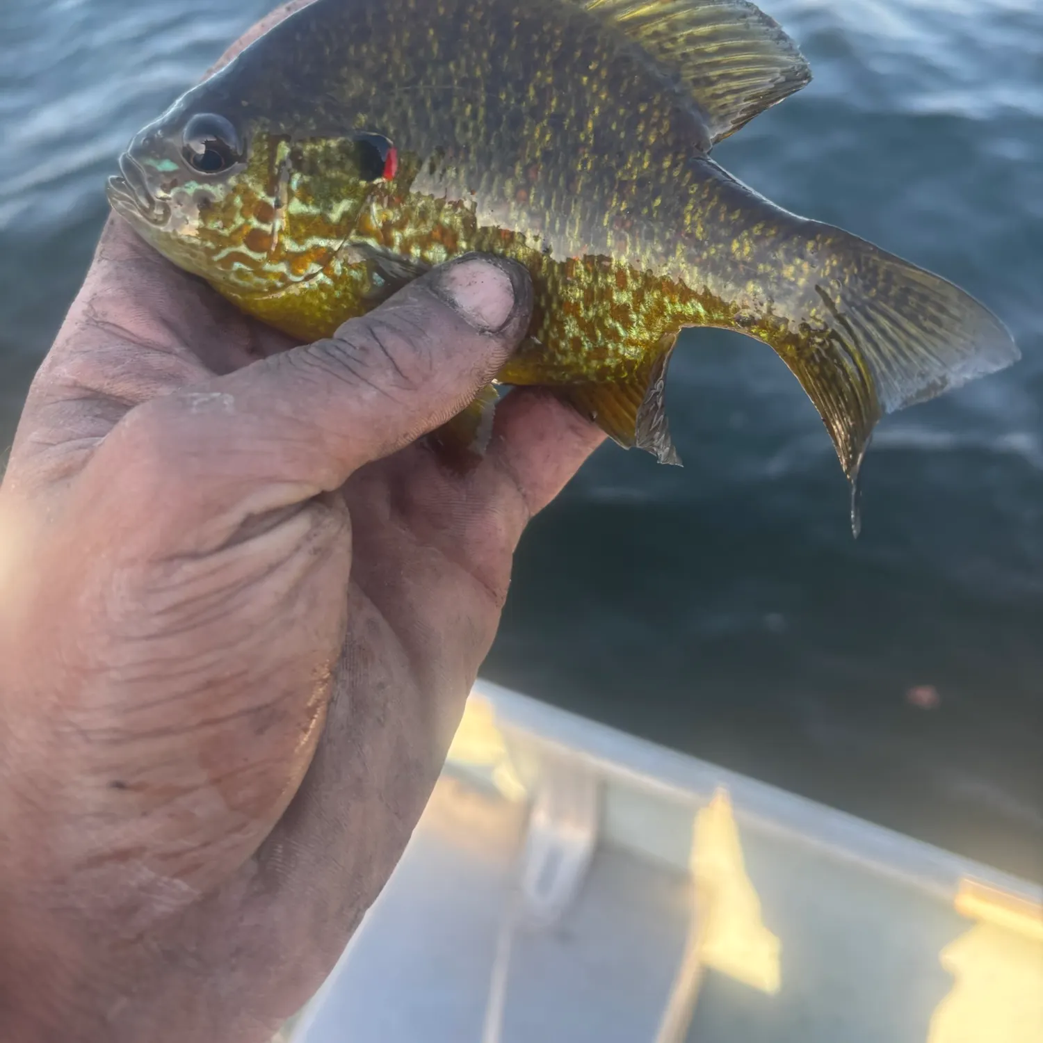 Pumpkinseed caught on Fishbrain