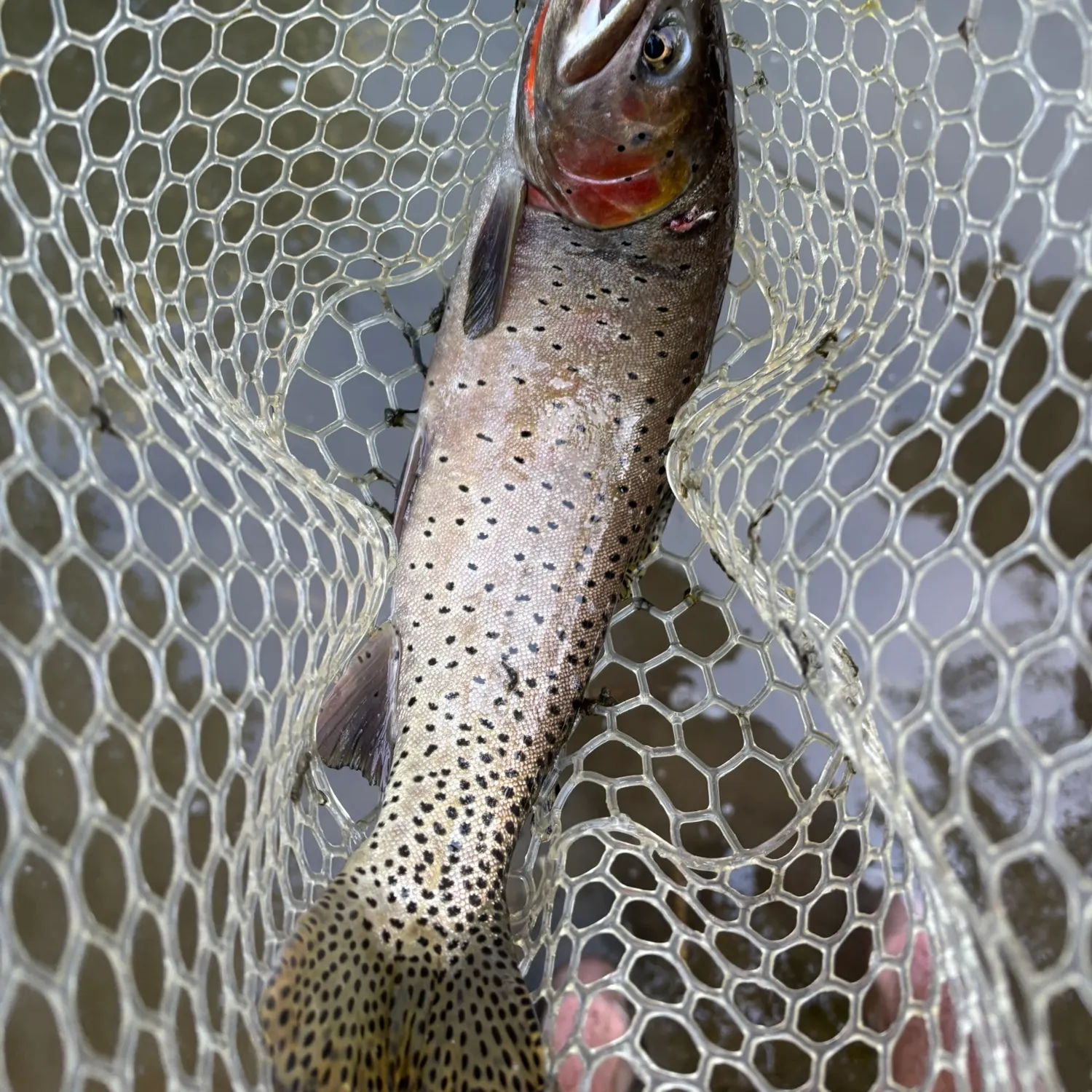 The most recent Cutthroat trout catches on Fishbrain