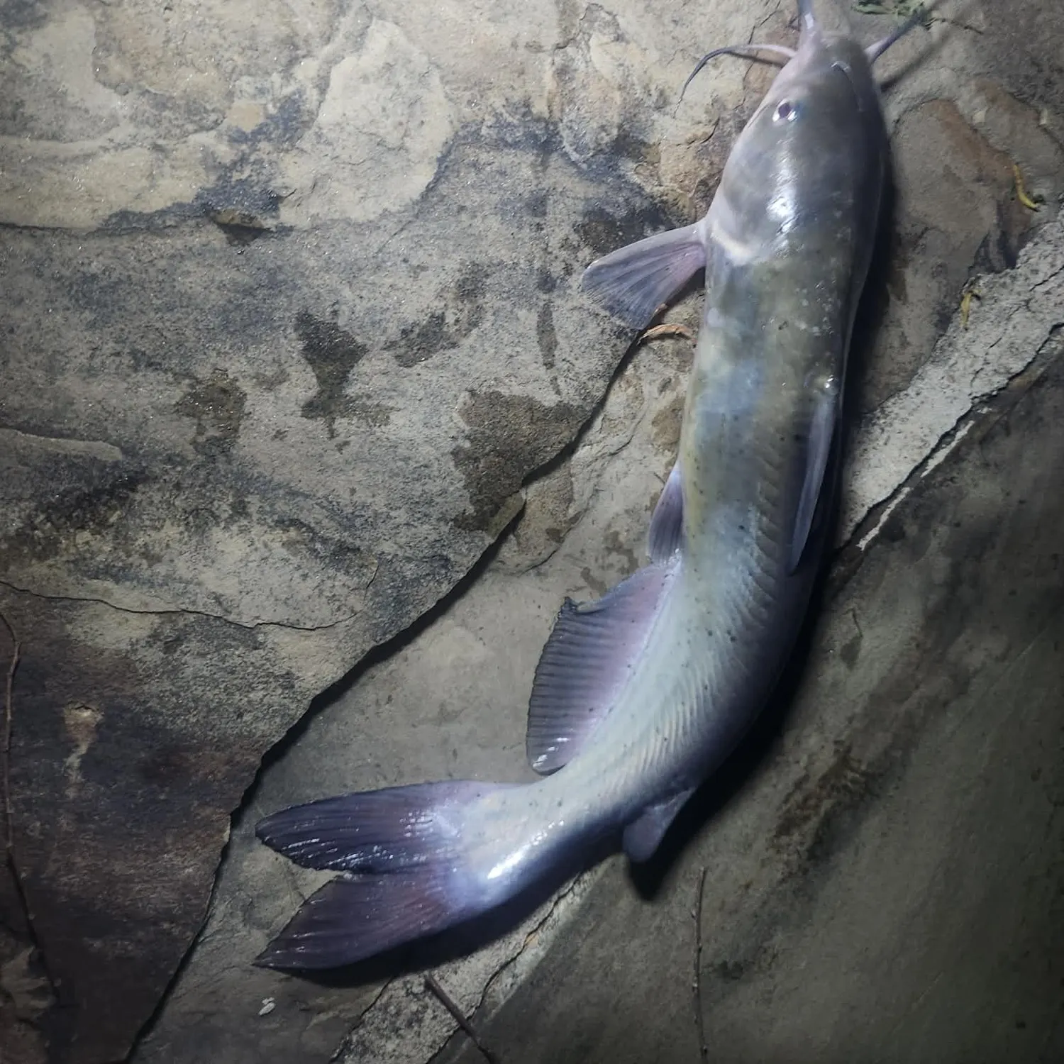Channel catfish caught on Fishbrain