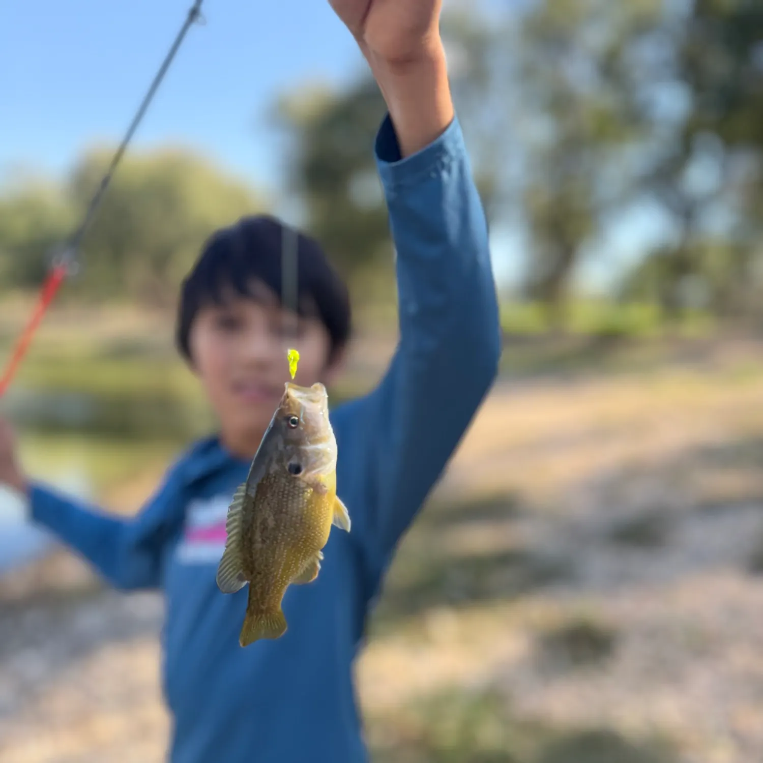 Green sunfish caught on Fishbrain