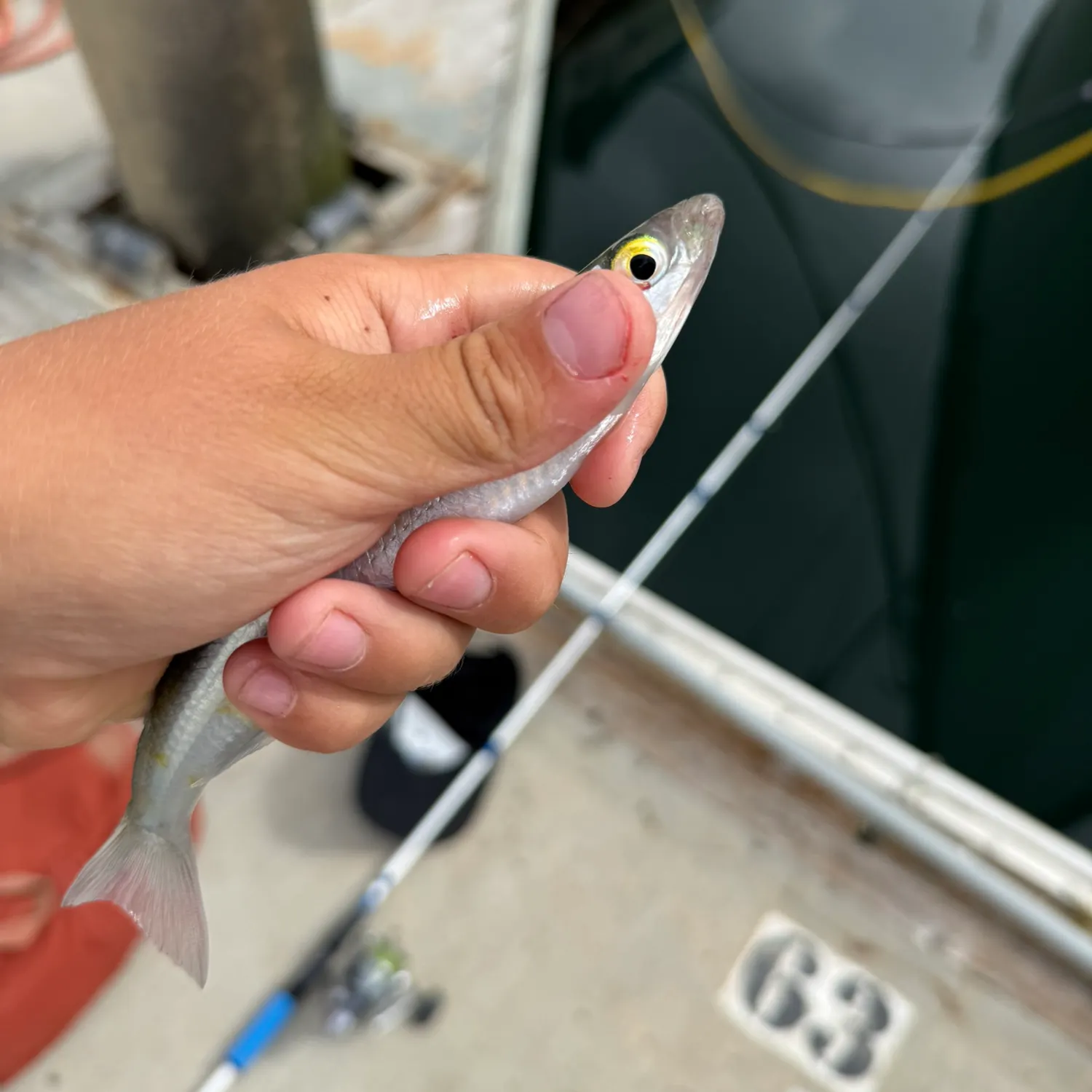 The most recent Topsmelt silverside catches on Fishbrain