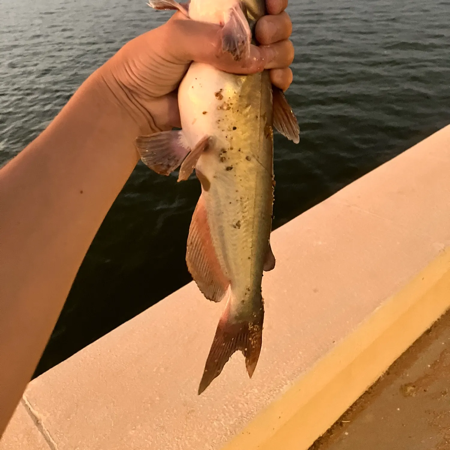 Channel catfish caught on Fishbrain