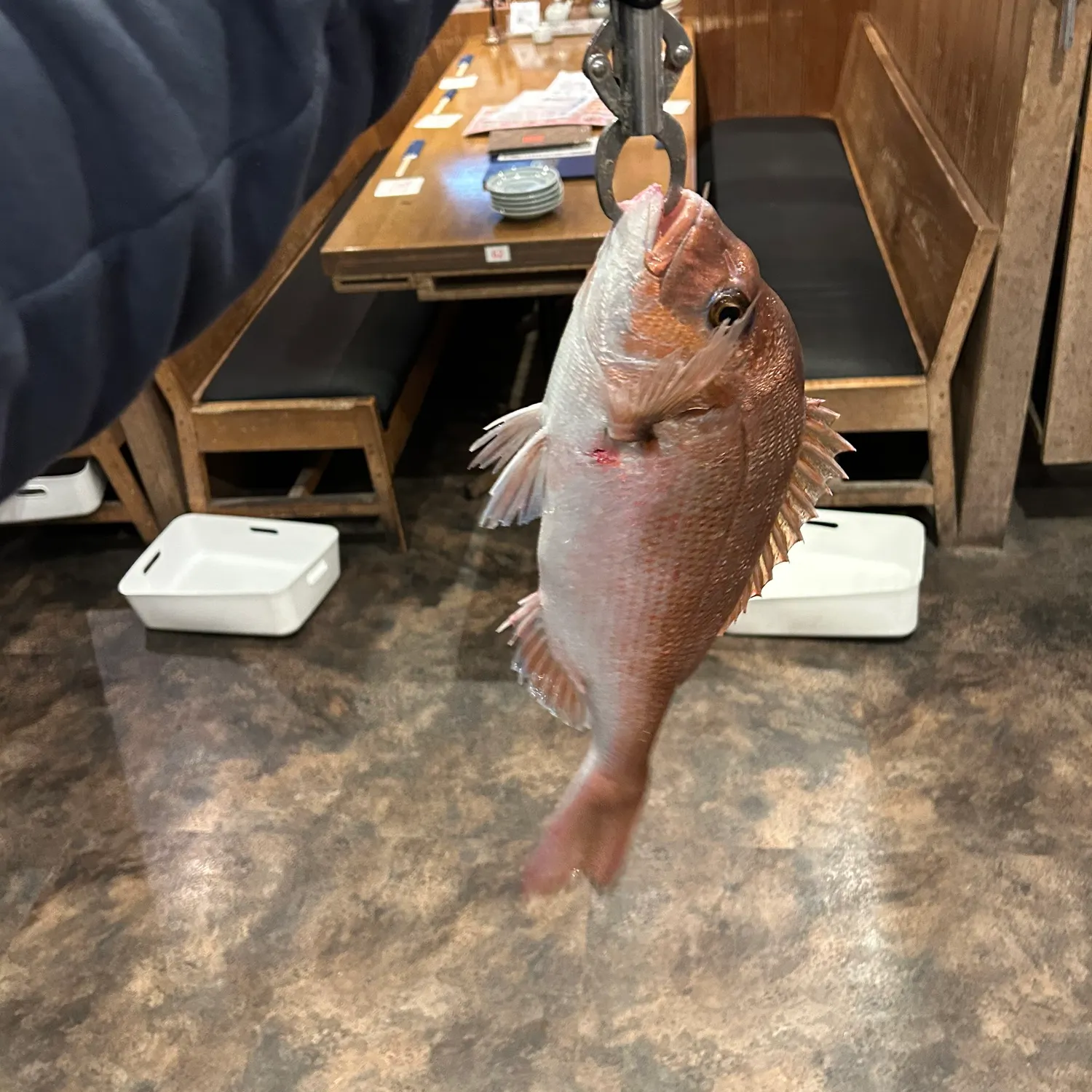 The most recent Red seabream catches on Fishbrain