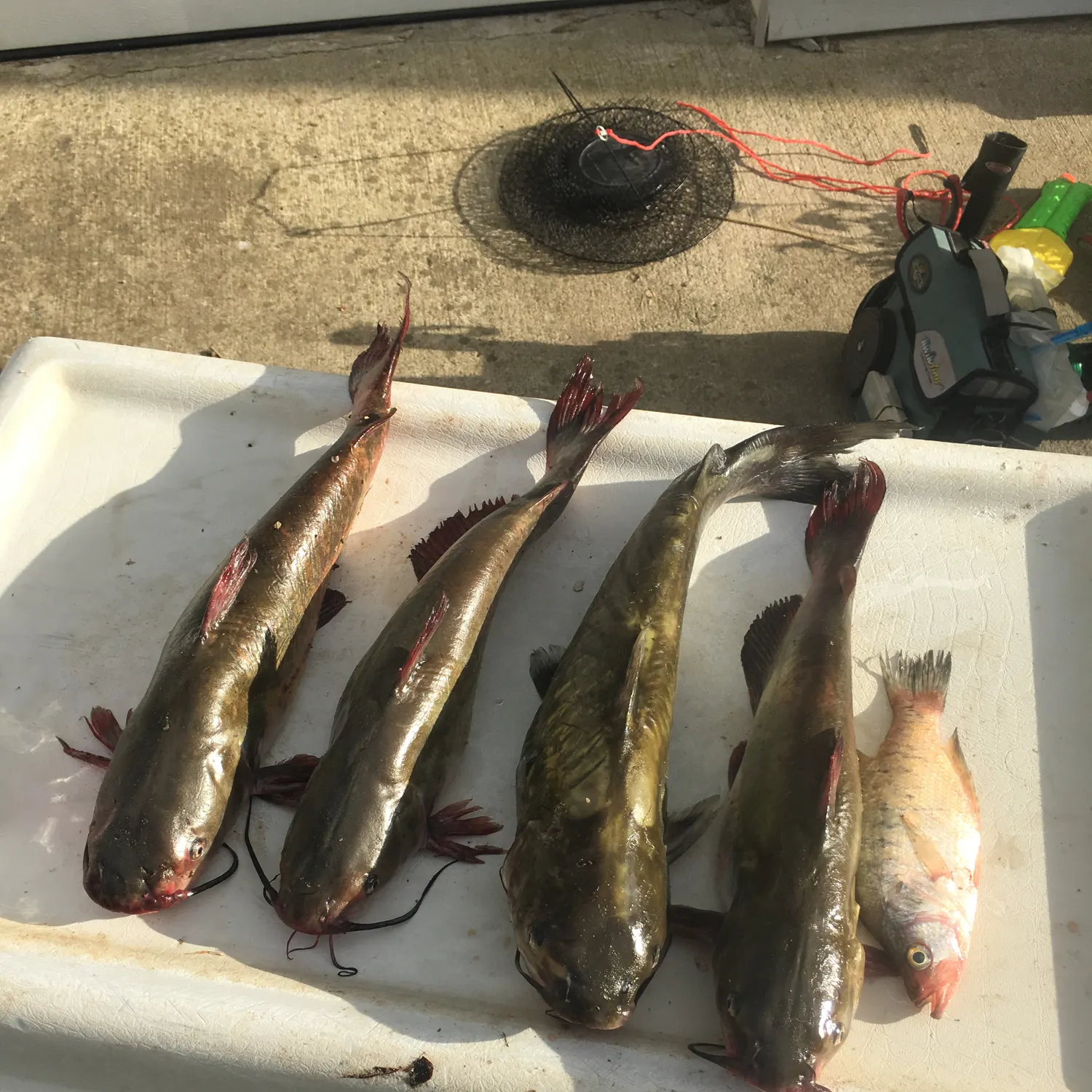 recently logged catches