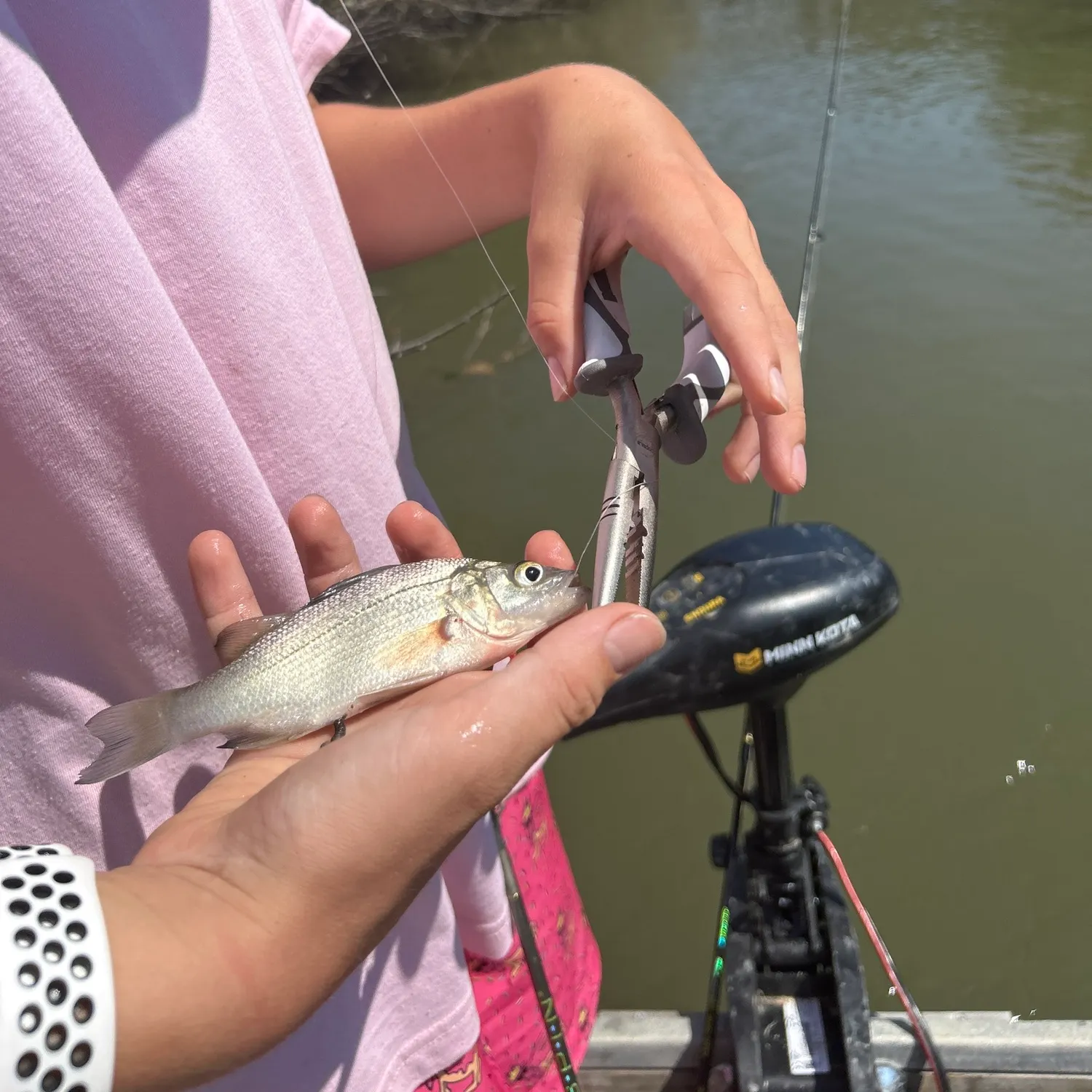 White perch caught on Fishbrain