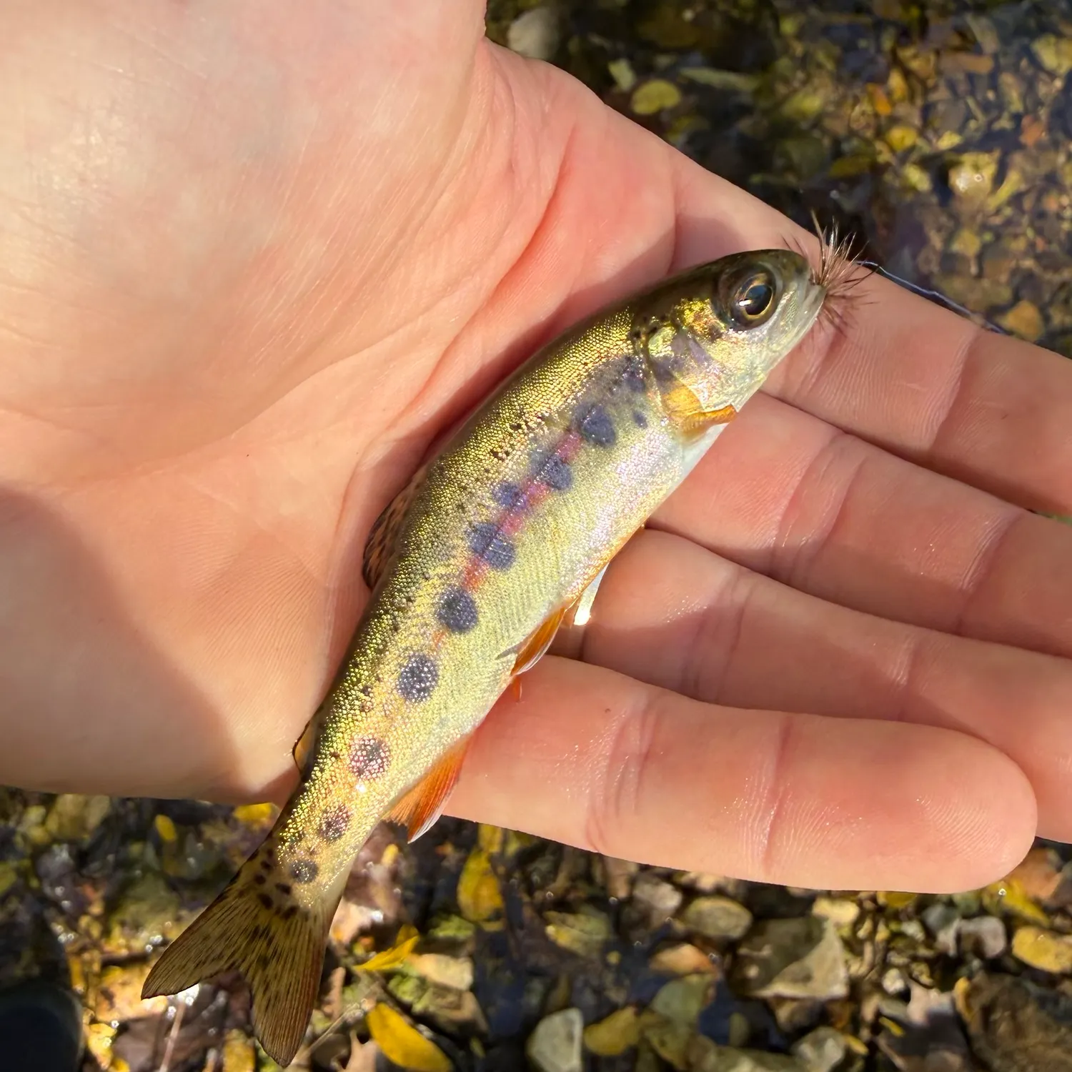 McCloud river redband trout caught on Fishbrain