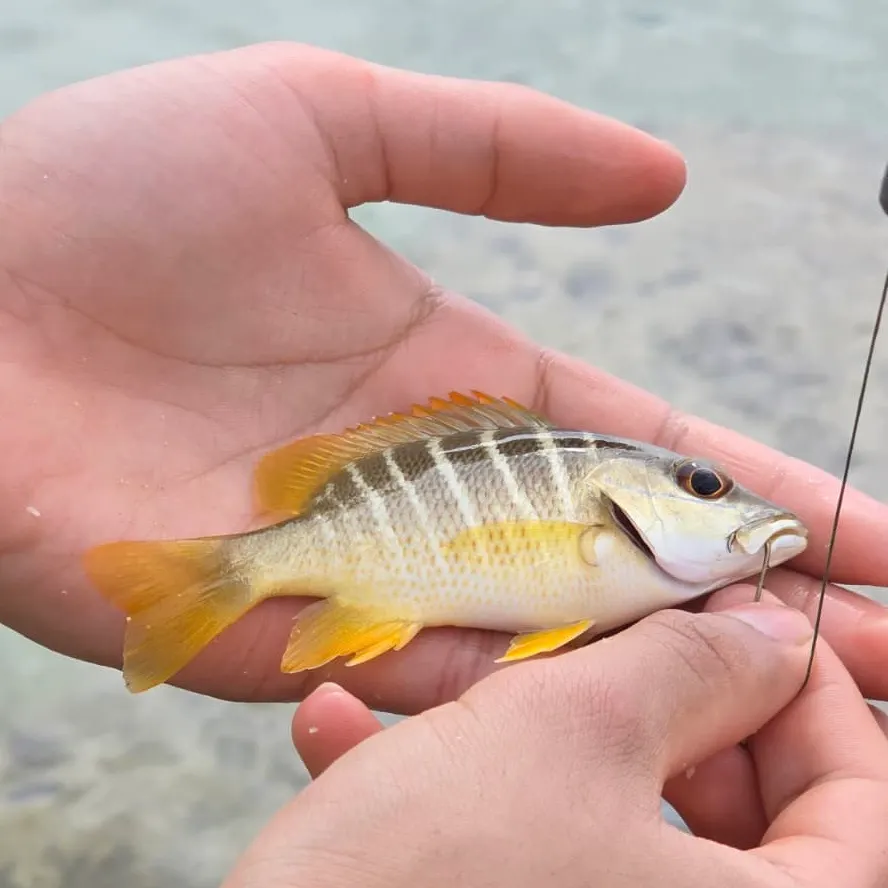 The most recent Schoolmaster snapper catches on Fishbrain