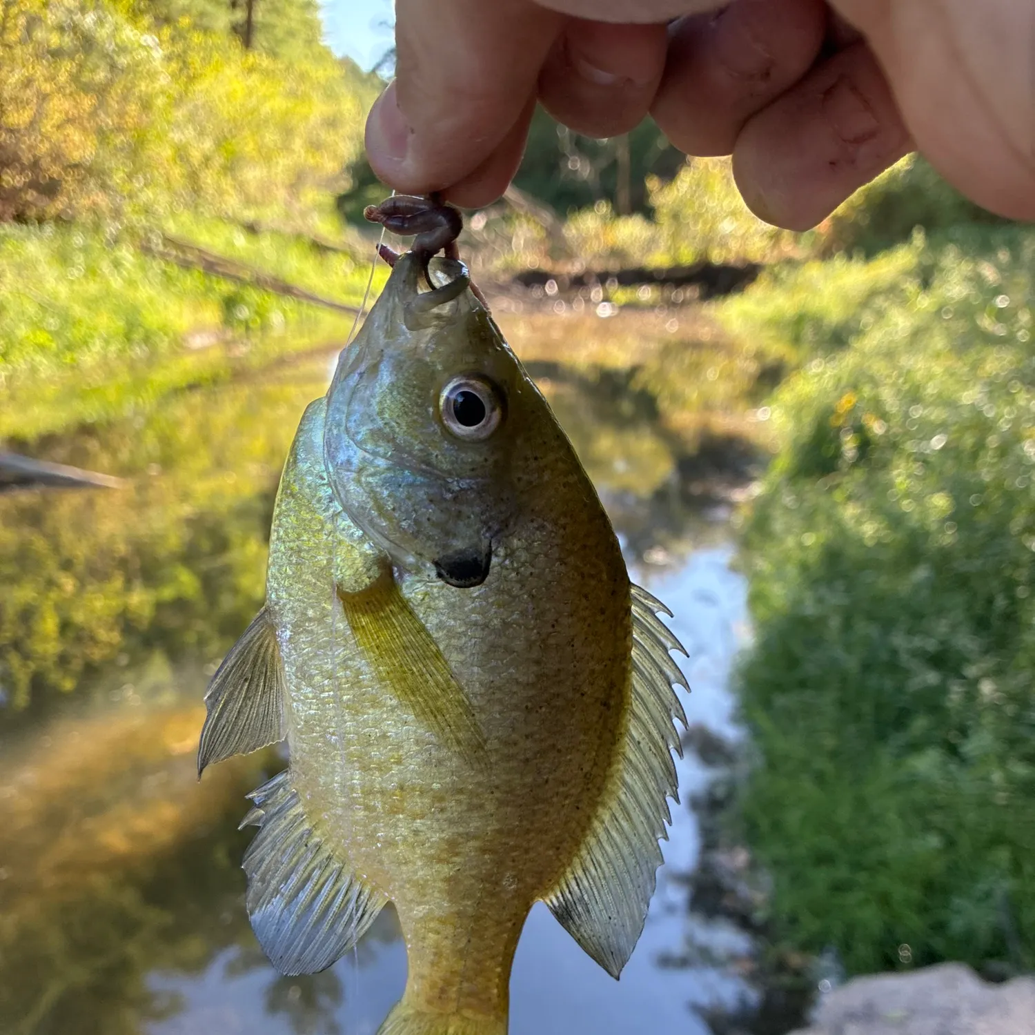Bluegill caught on Fishbrain